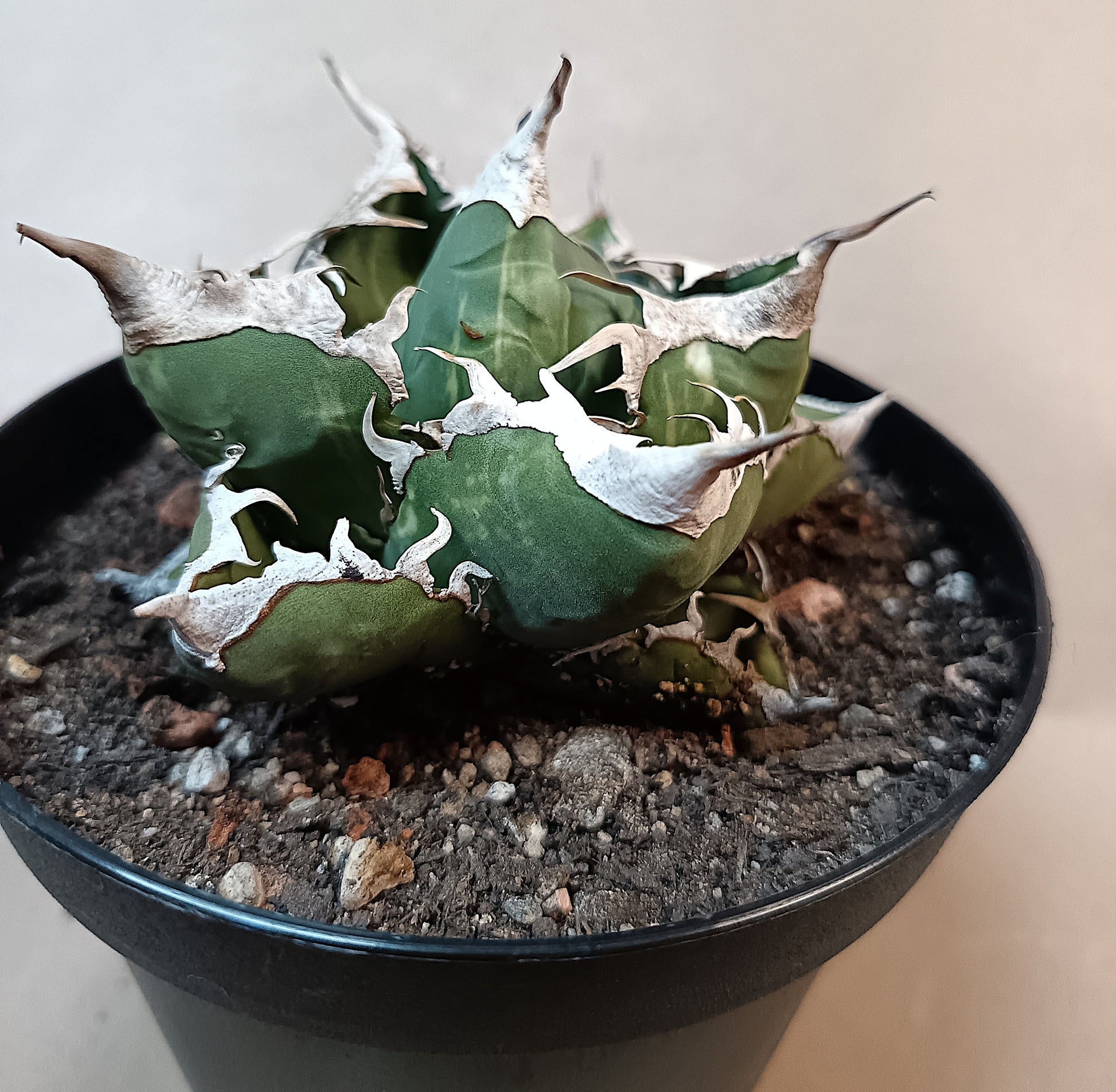 Agave titanota 'sad' f. variegata #2