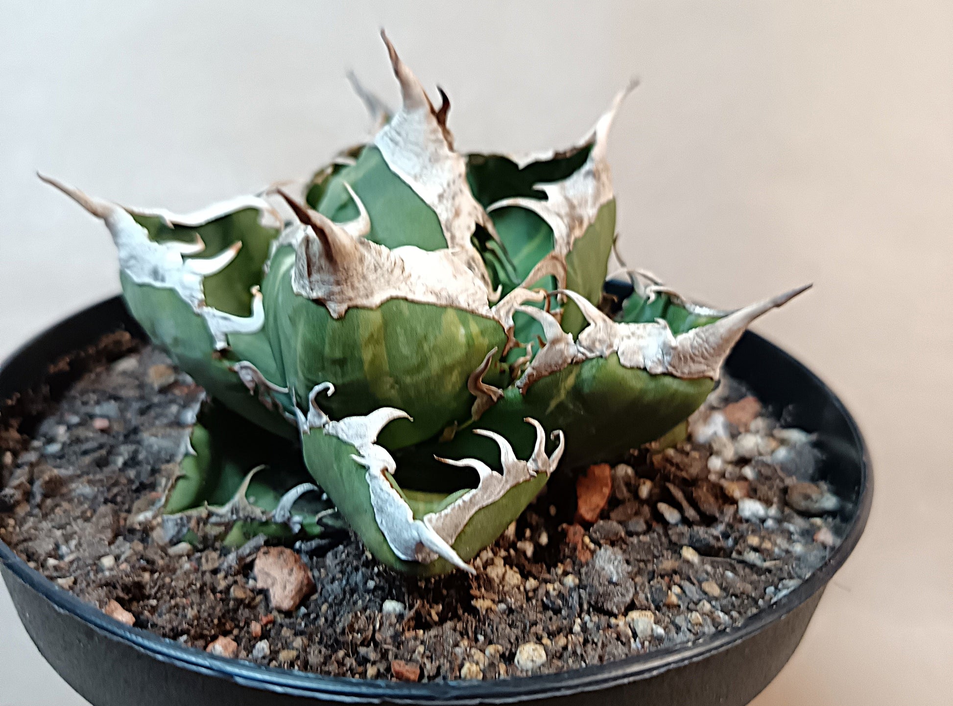 Agave titanota 'sad' f. variegata #2