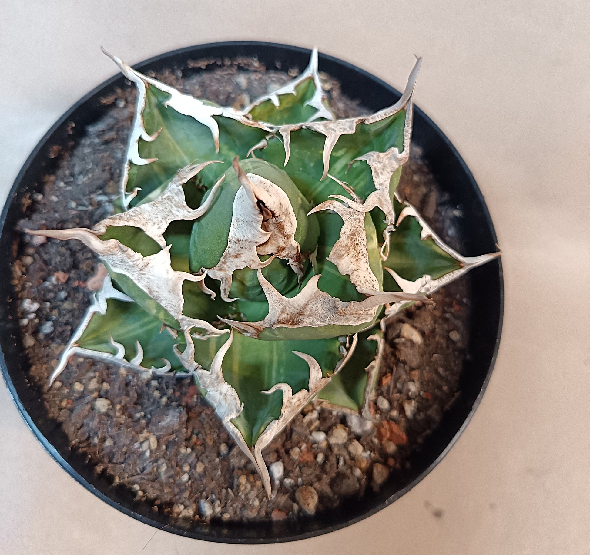 Agave titanota 'sad' f. variegata #2
