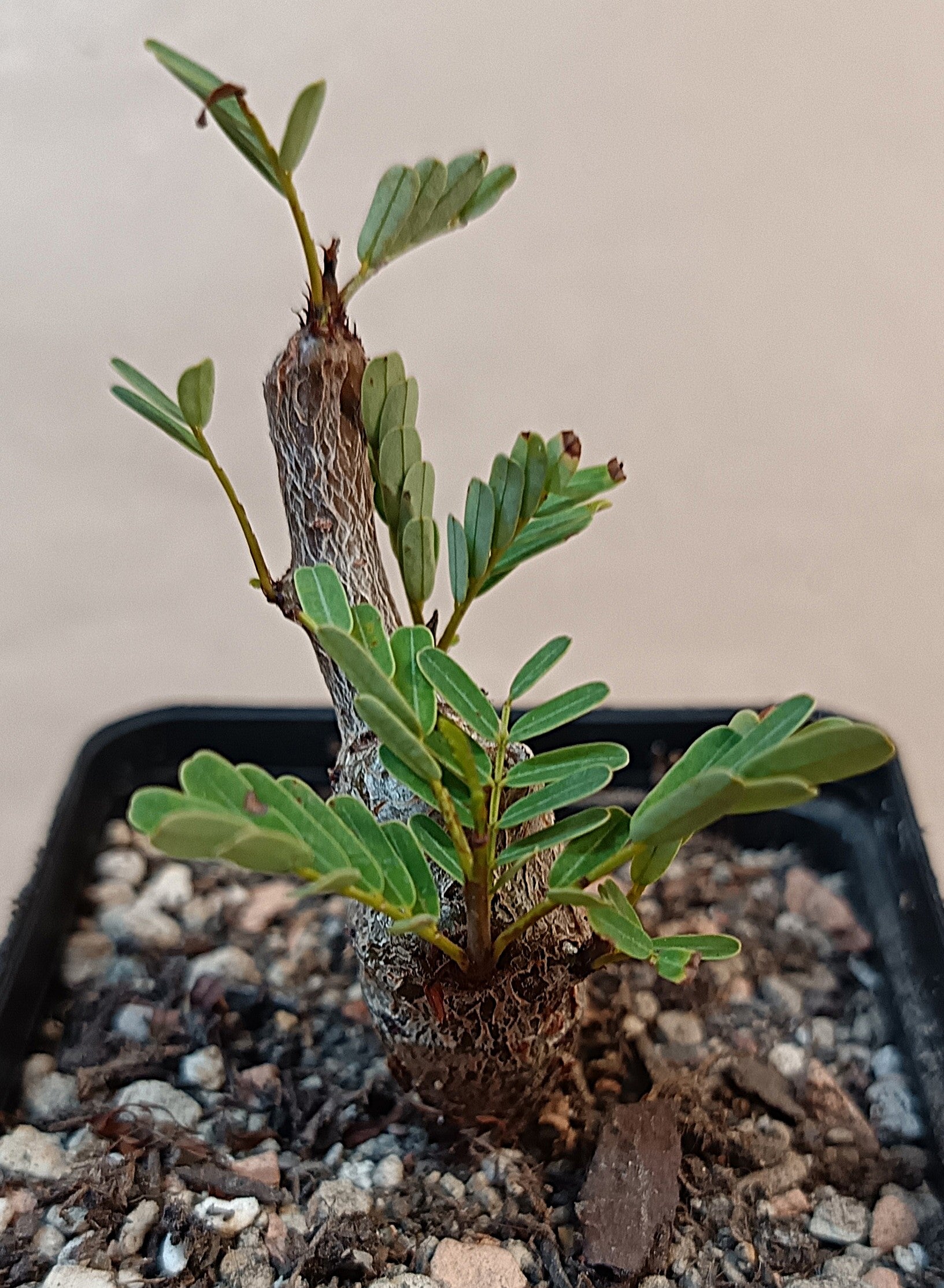 Senna meridionalis