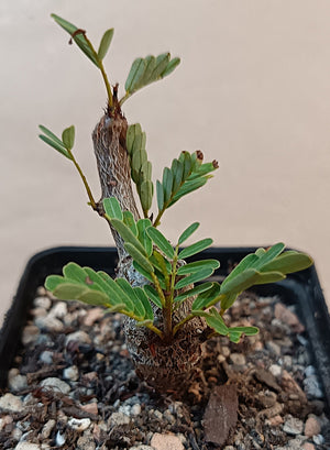 Senna meridionalis
