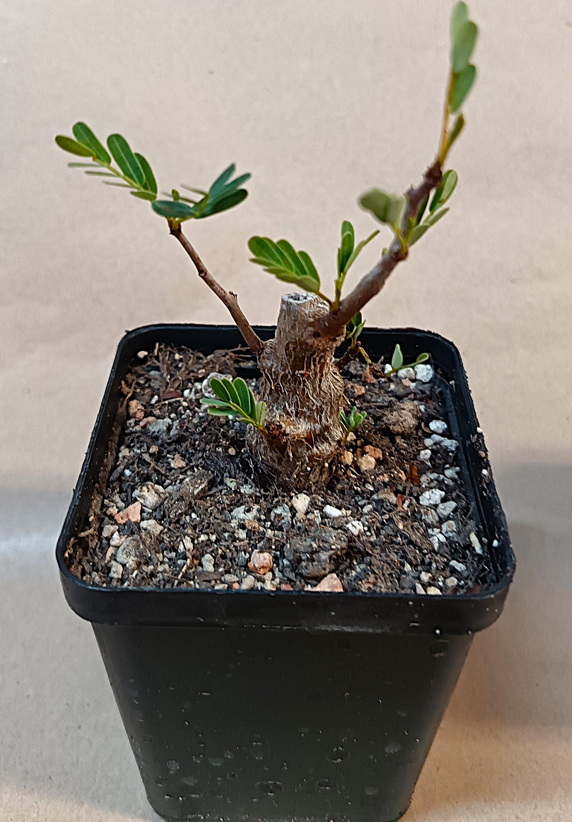 Senna meridionalis