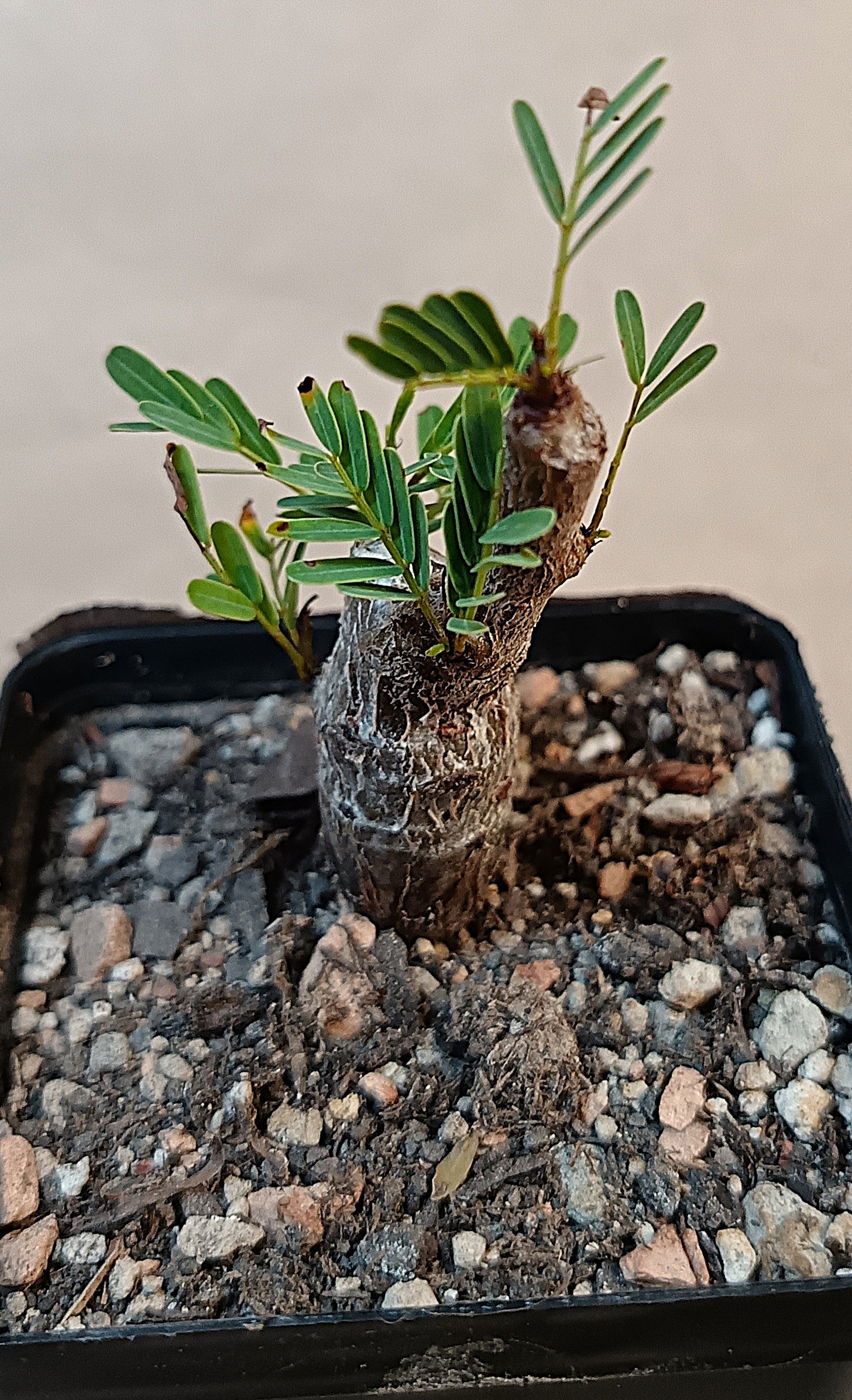 Senna meridionalis