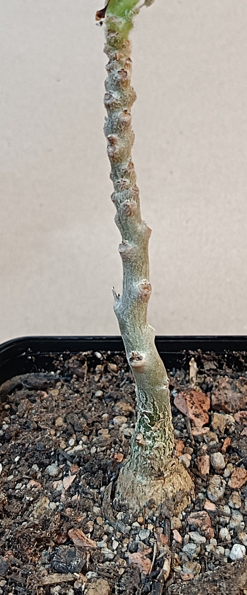 Uncarina grandidieri