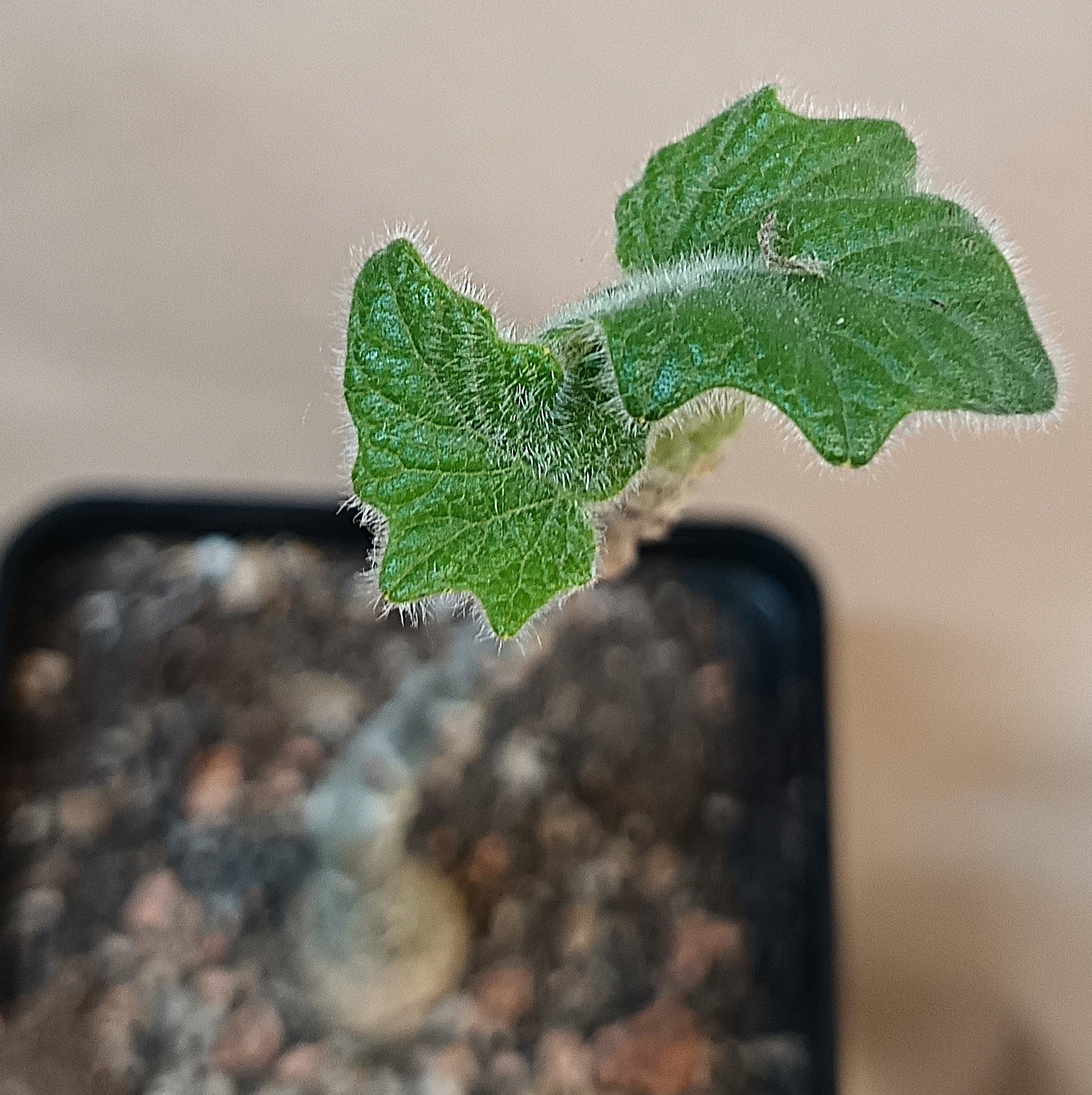 Uncarina grandidieri