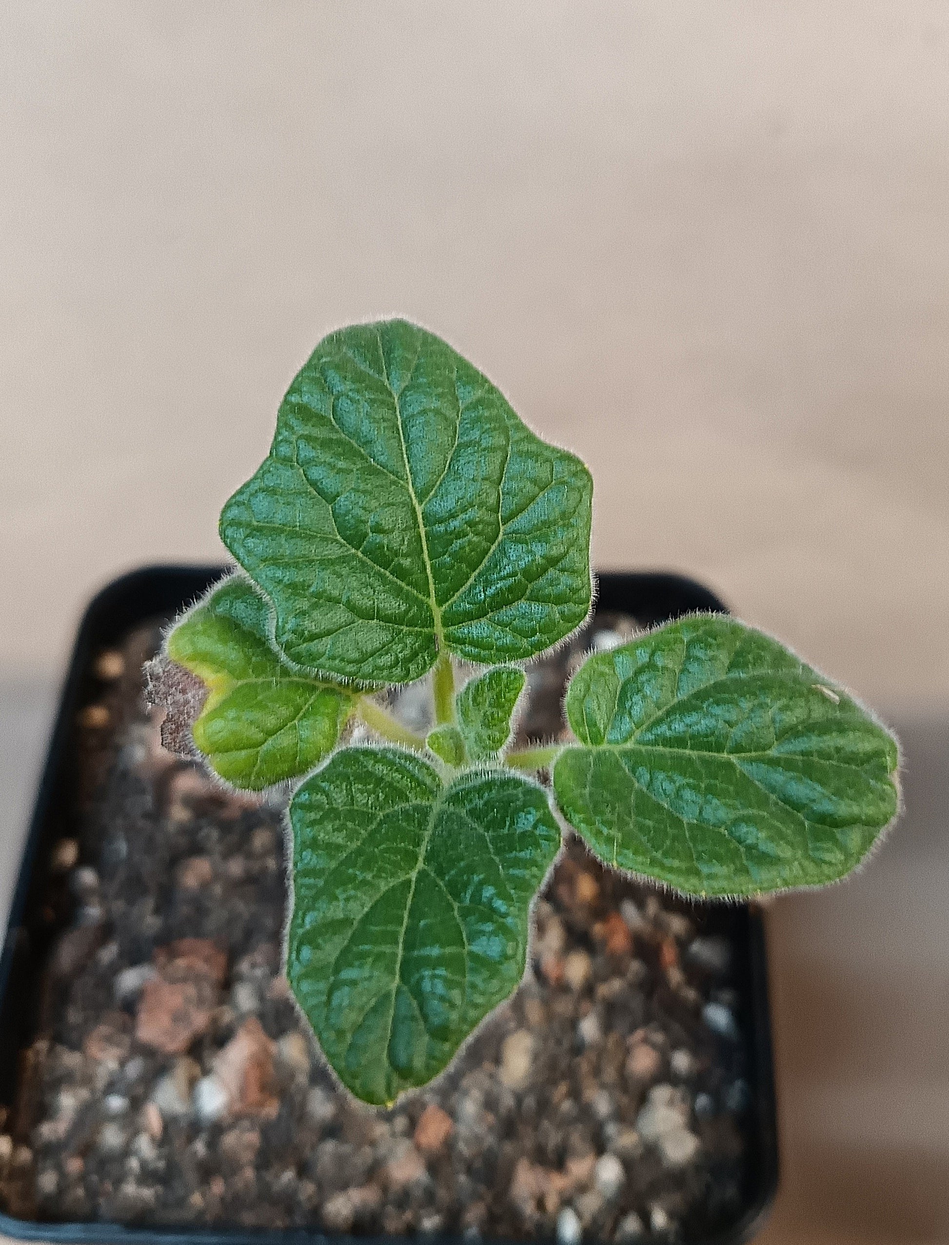 Uncarina grandidieri