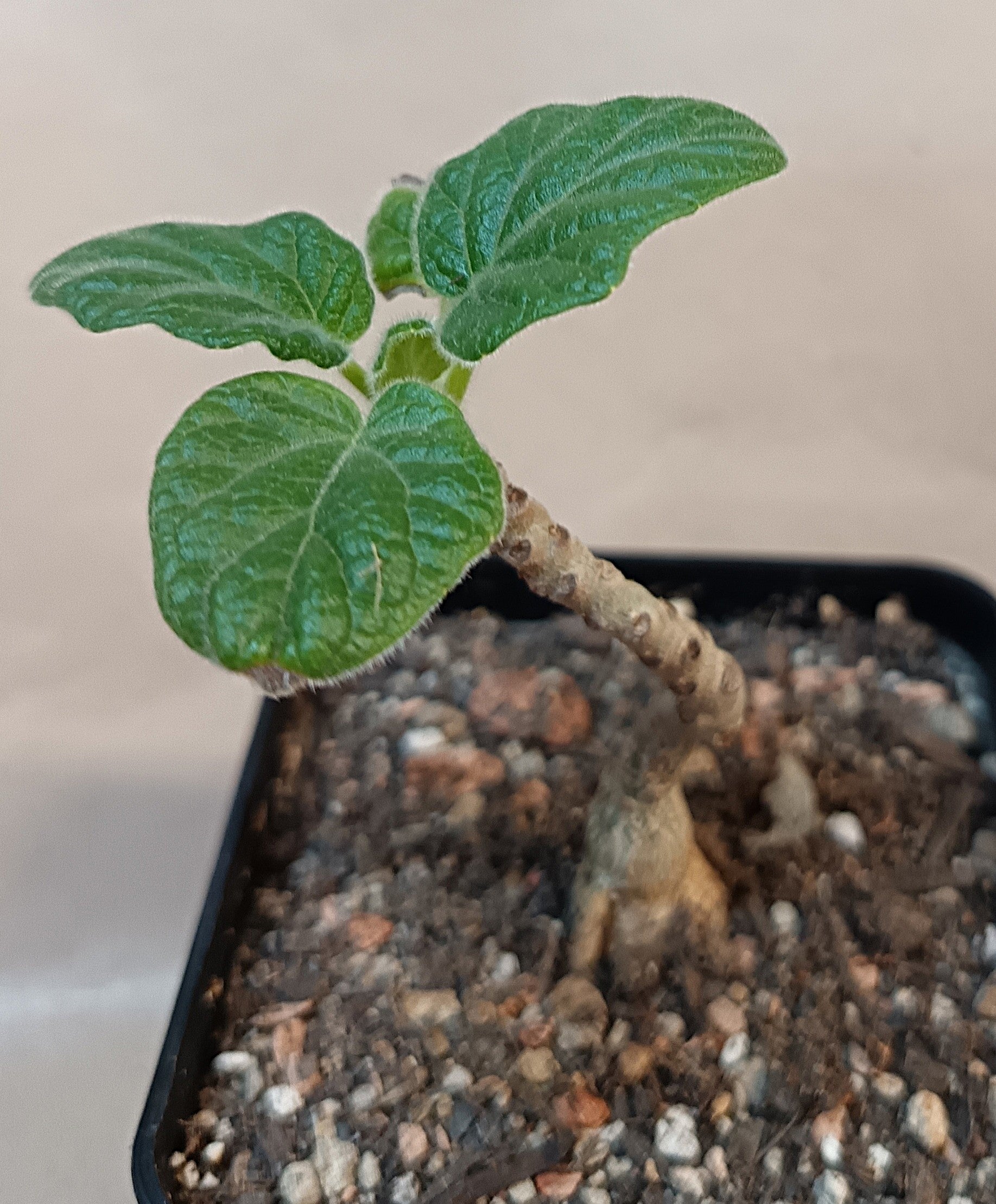 Uncarina grandidieri