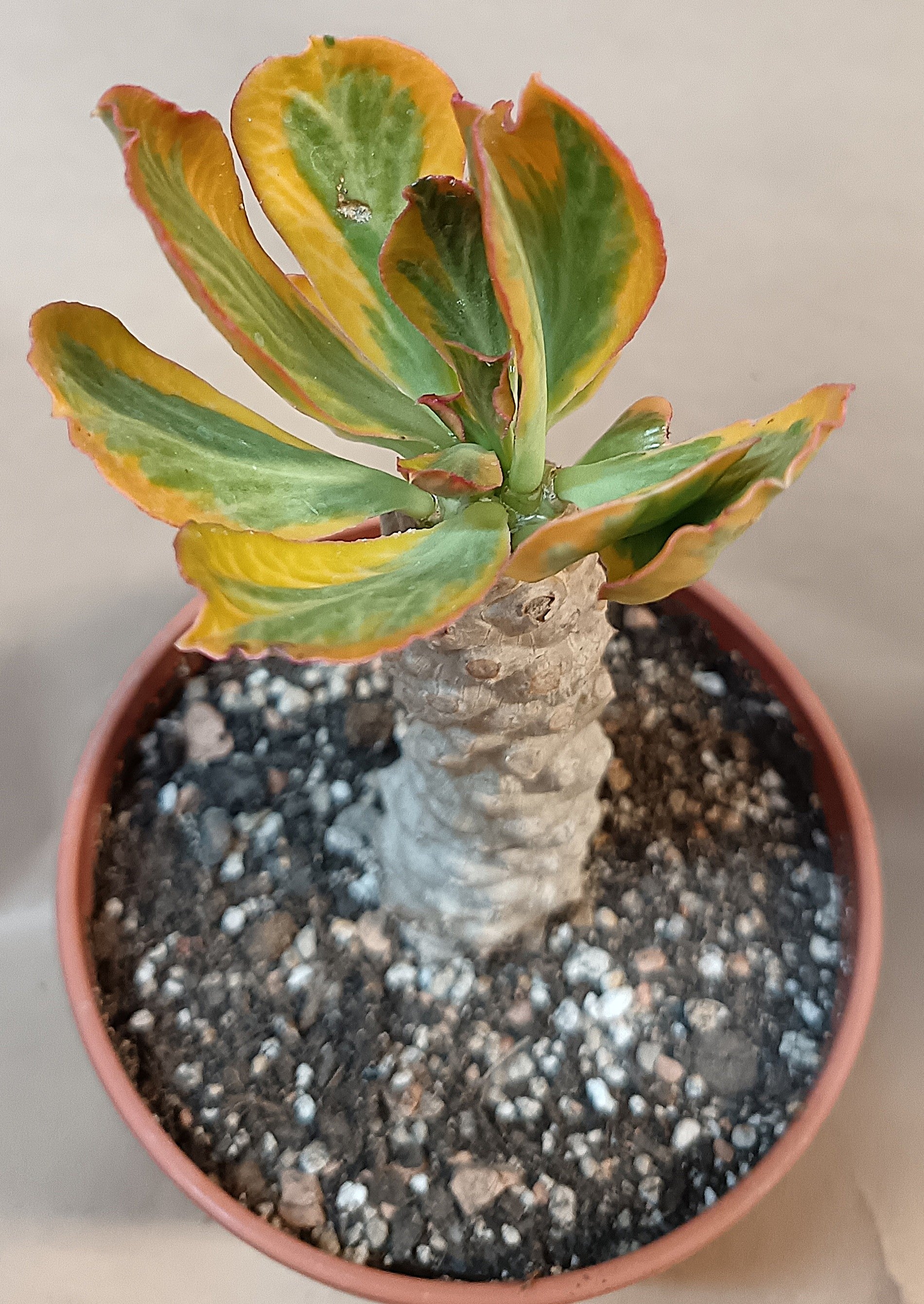 Euphorbia poisonii cv. variegata