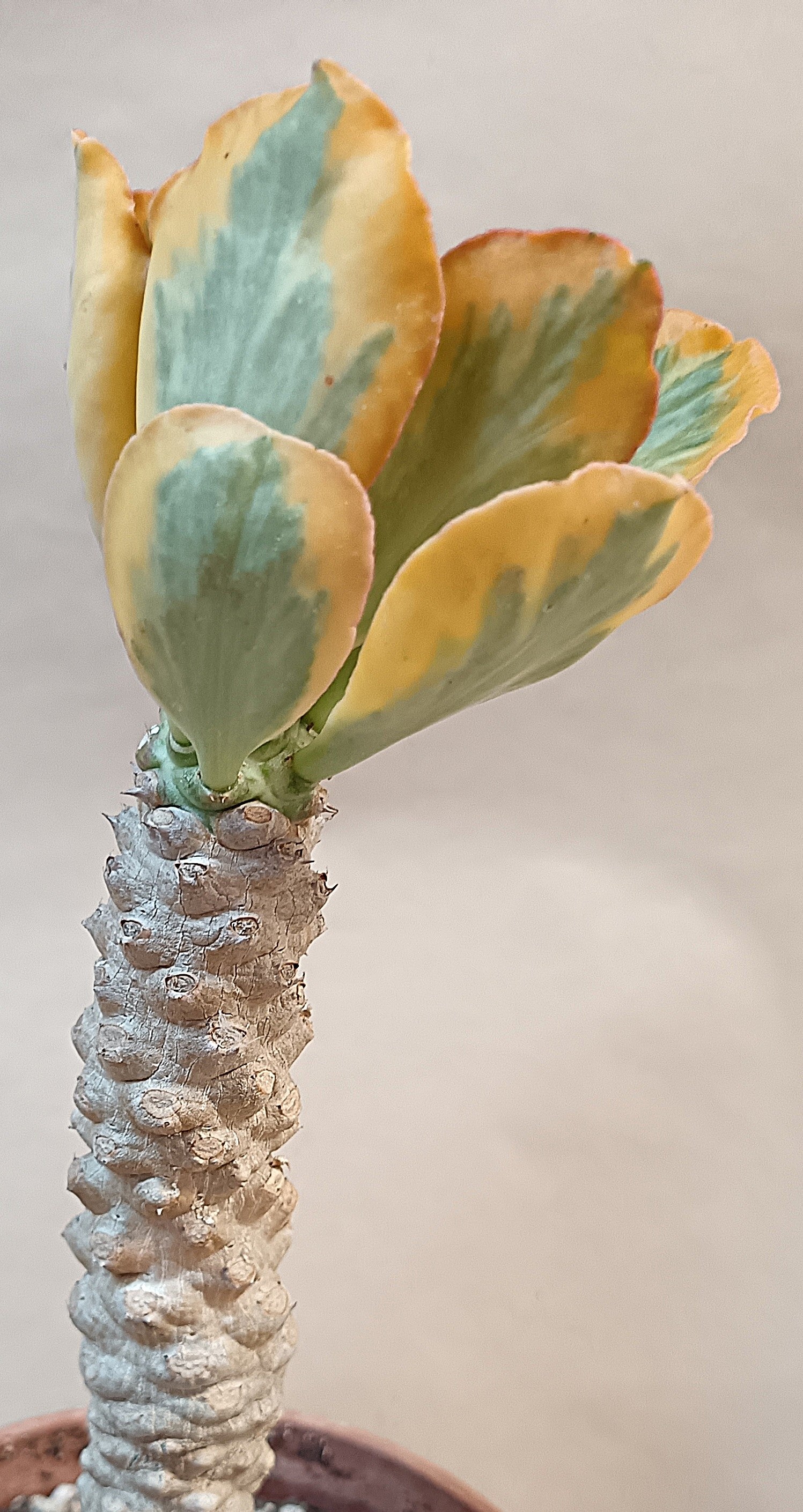 Euphorbia poisonii cv. variegata
