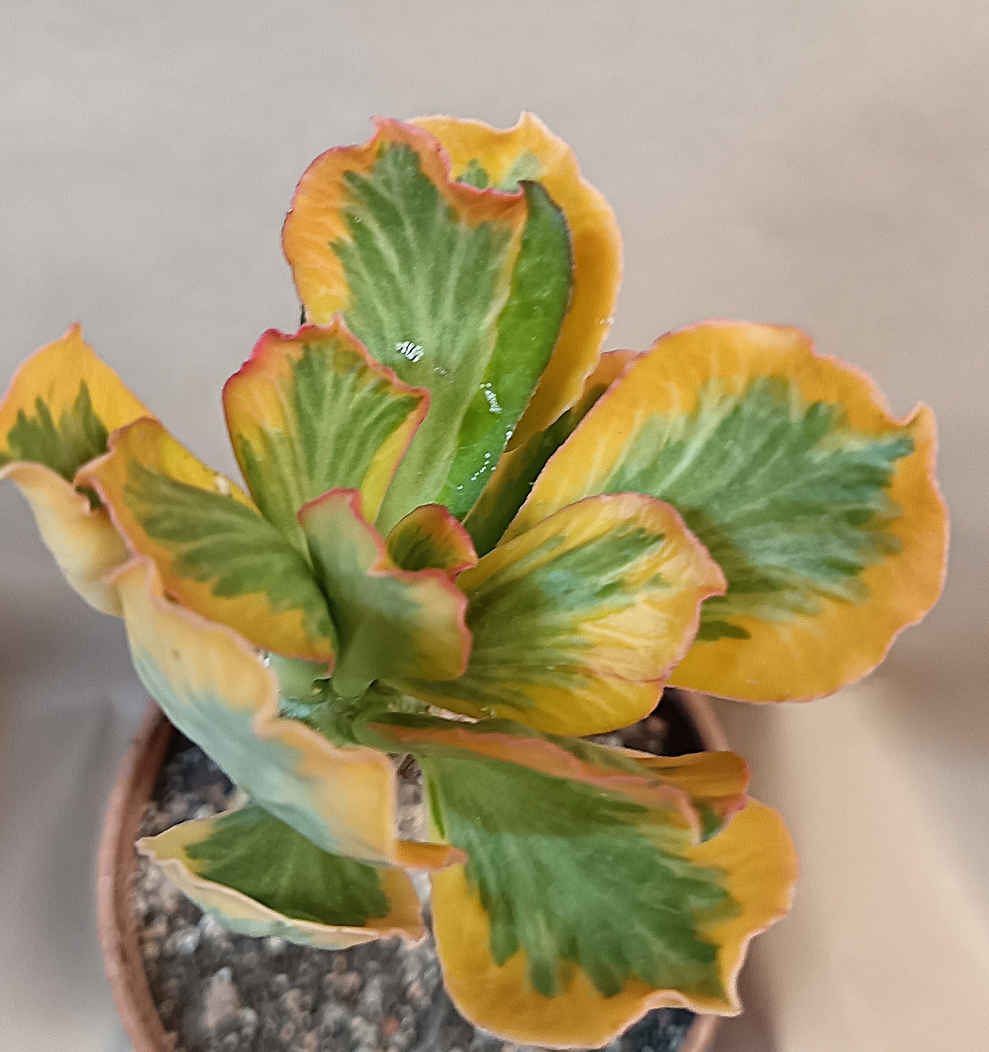 Euphorbia poisonii cv. variegata