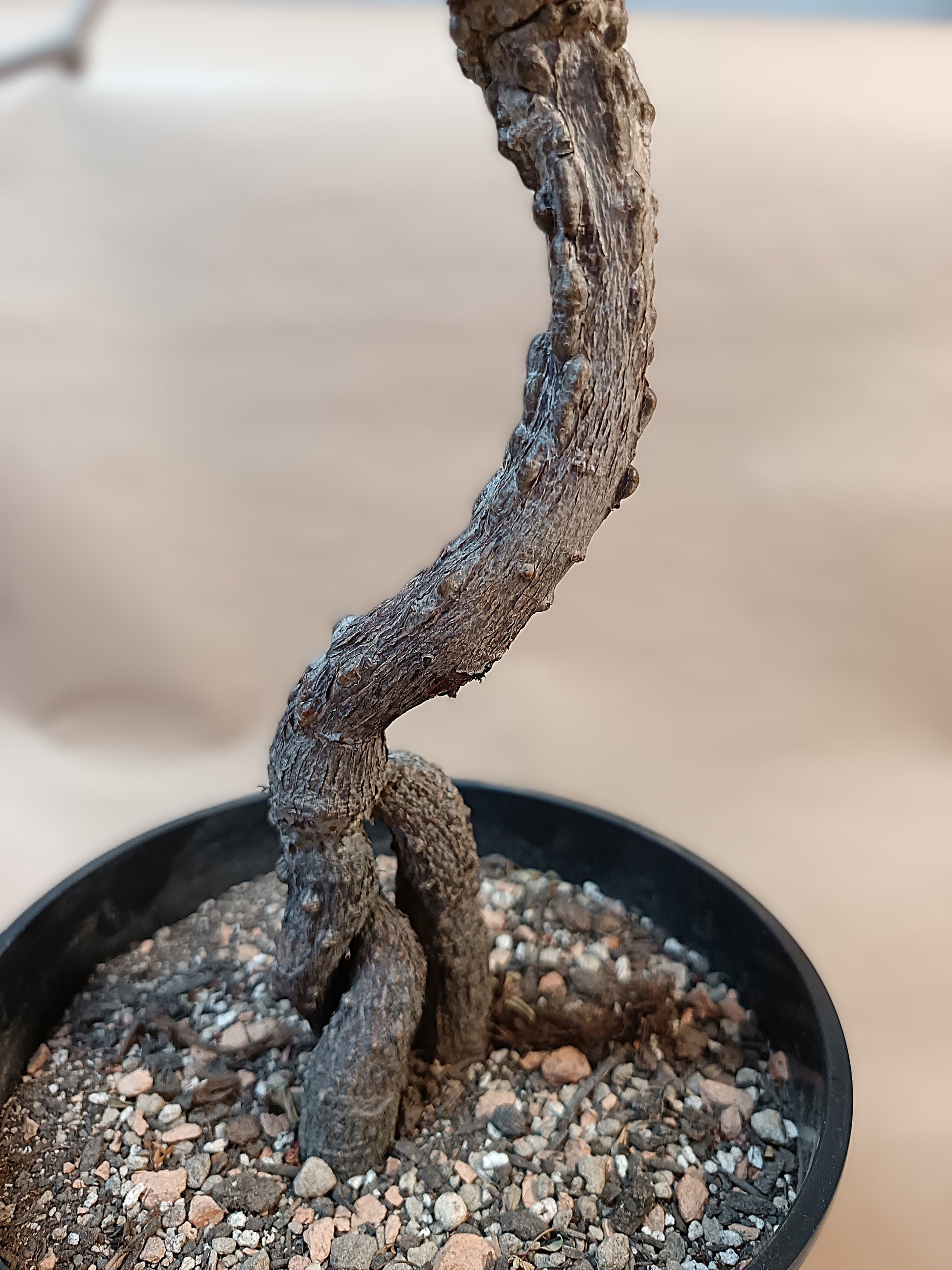 Operculicarya pachypus / Einzelpflanze