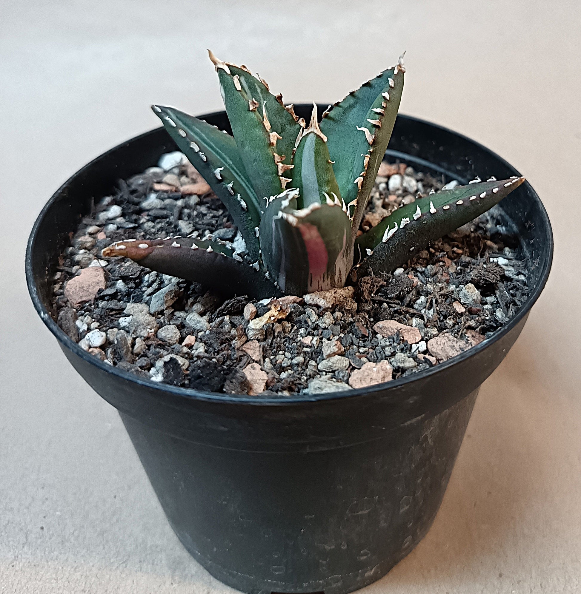 Agave titanota ‘Werewolf’  purple-striped clone #3
