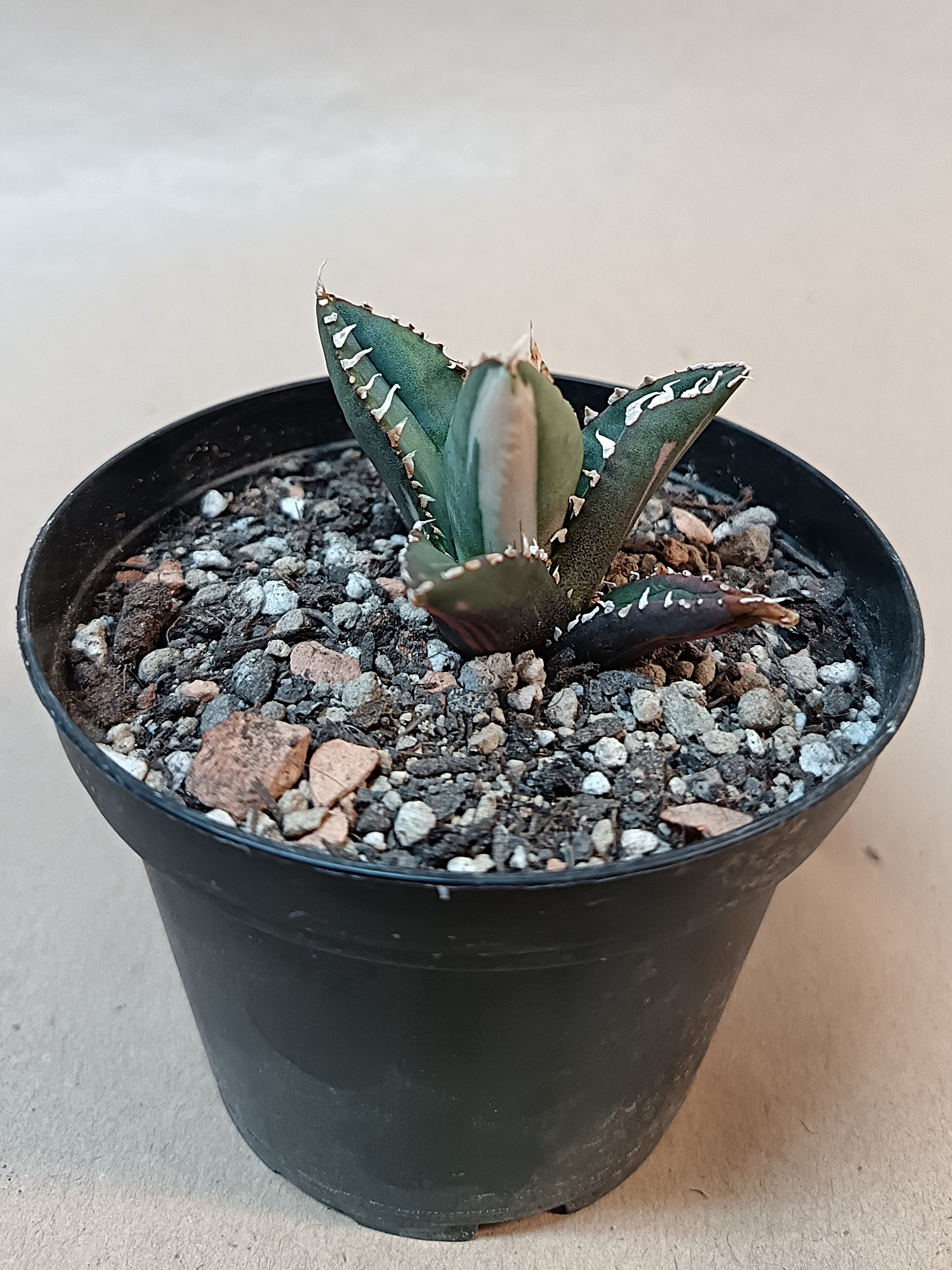 Agave titanota ‘Werewolf’  purple-striped clone #3