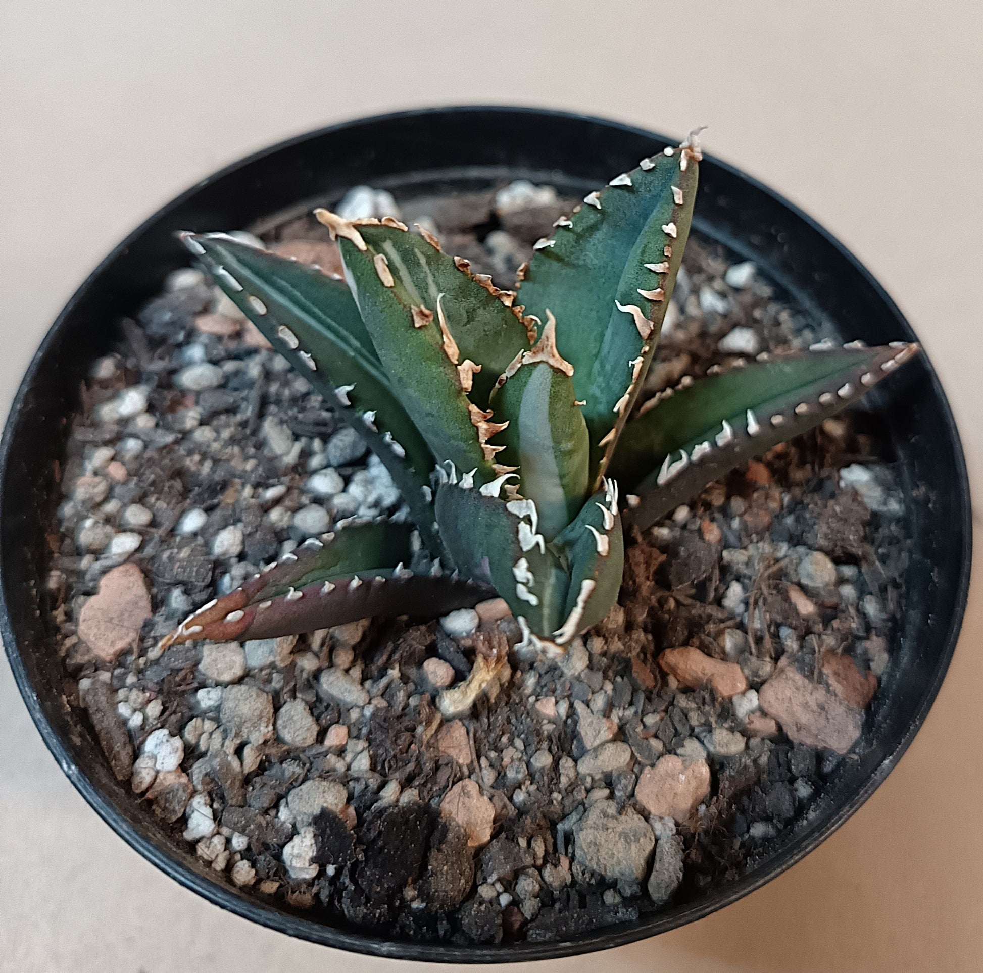 Agave titanota ‘Werewolf’  purple-striped clone #3