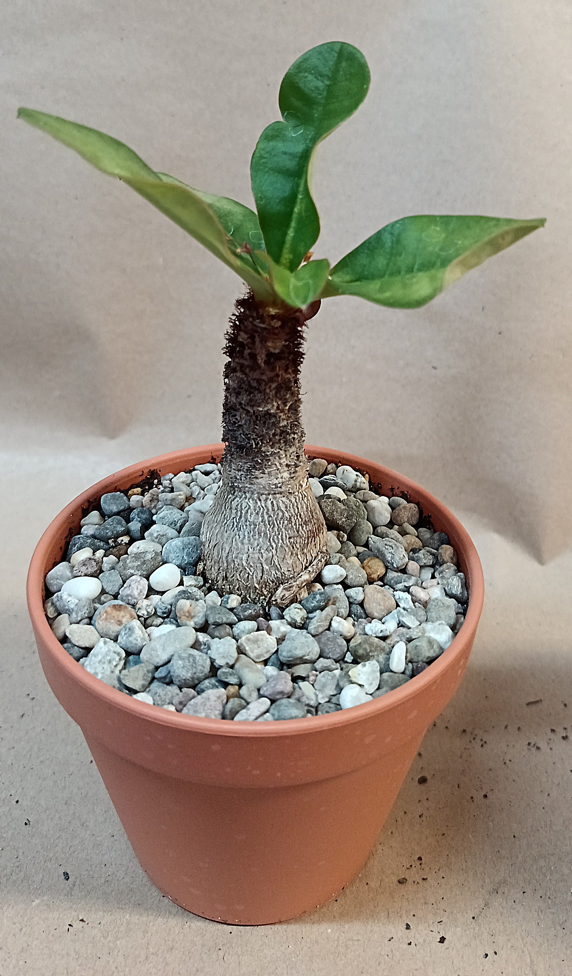 Euphorbia ramena