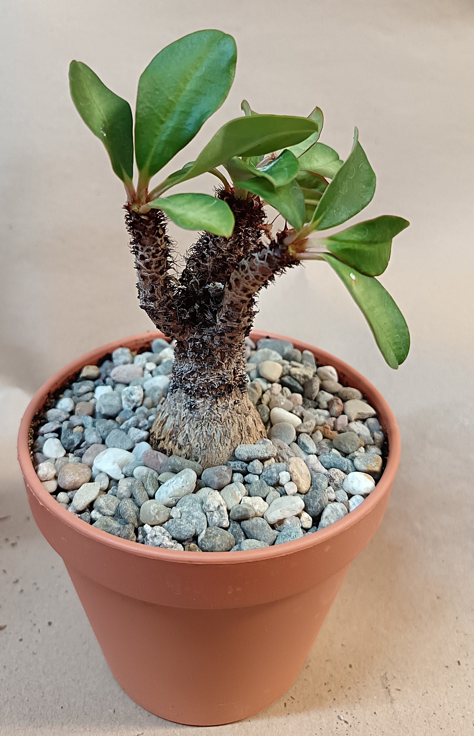 Euphorbia ramena
