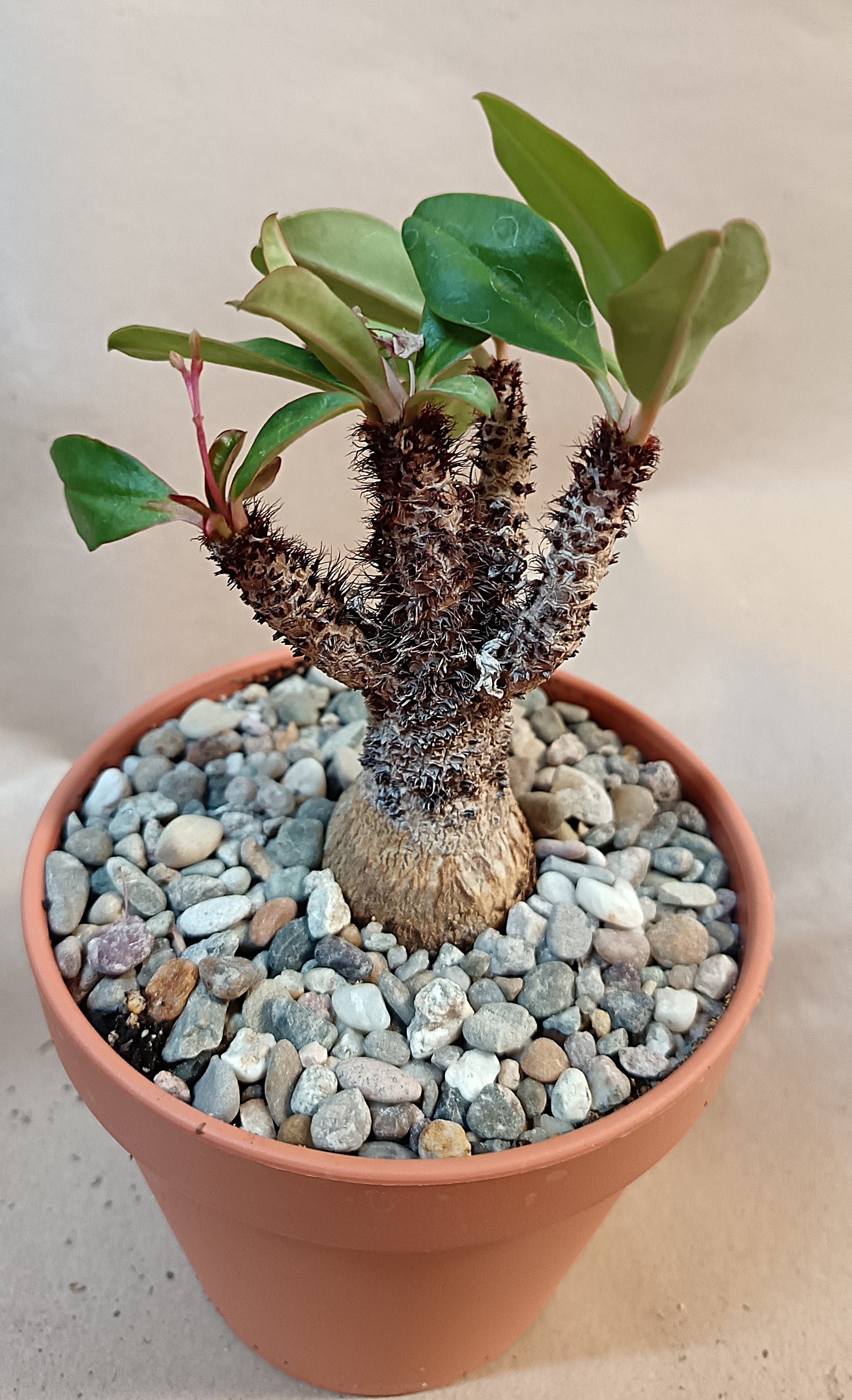 Euphorbia ramena