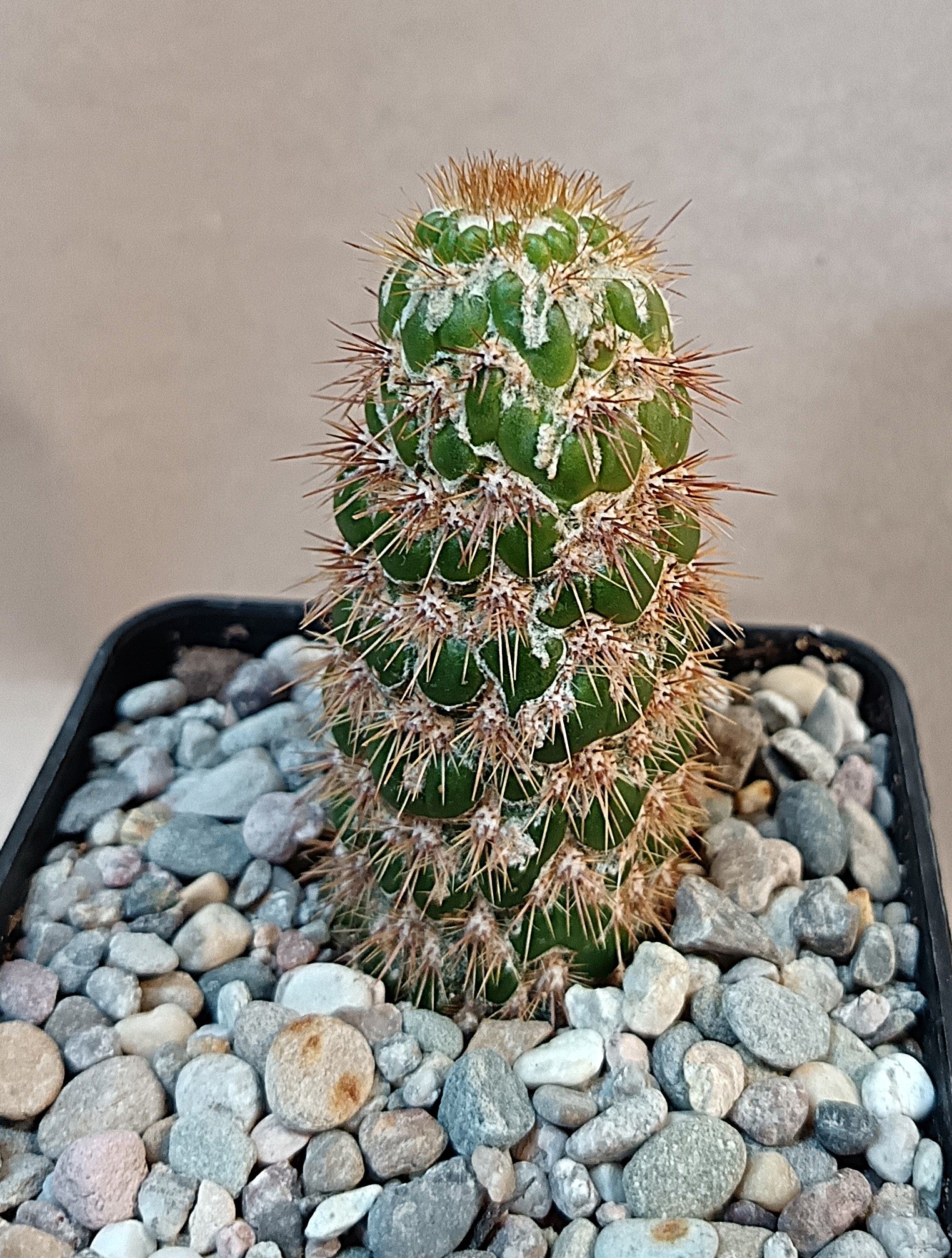 Trichocereus spachianus f. supermonstruosa (wurzelecht)