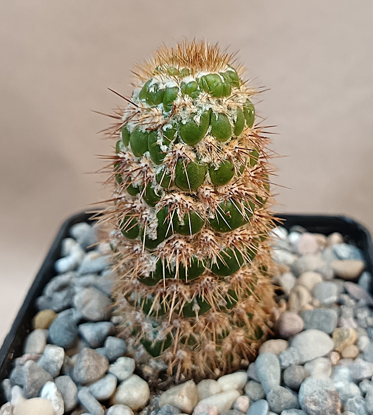 Trichocereus spachianus f. supermonstruosa (wurzelecht)