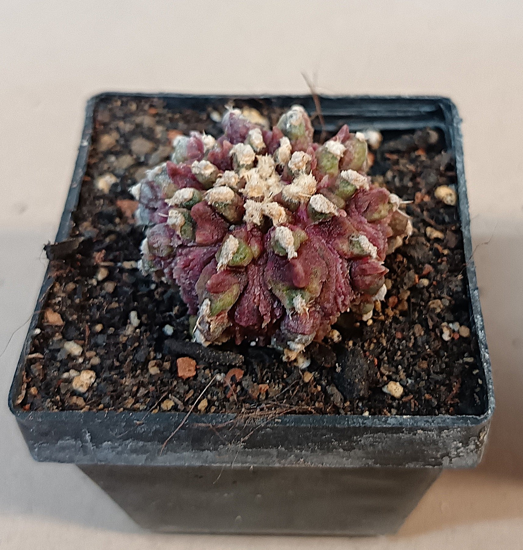 Gymnocalycium mihanovichii 'T-Rex'