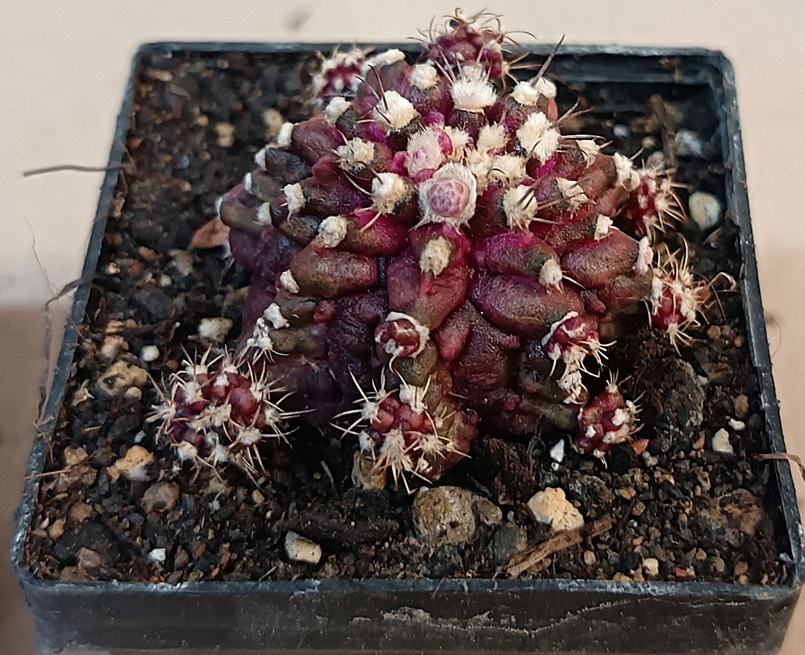 Gymnocalycium mihanovichii 'T-Rex'