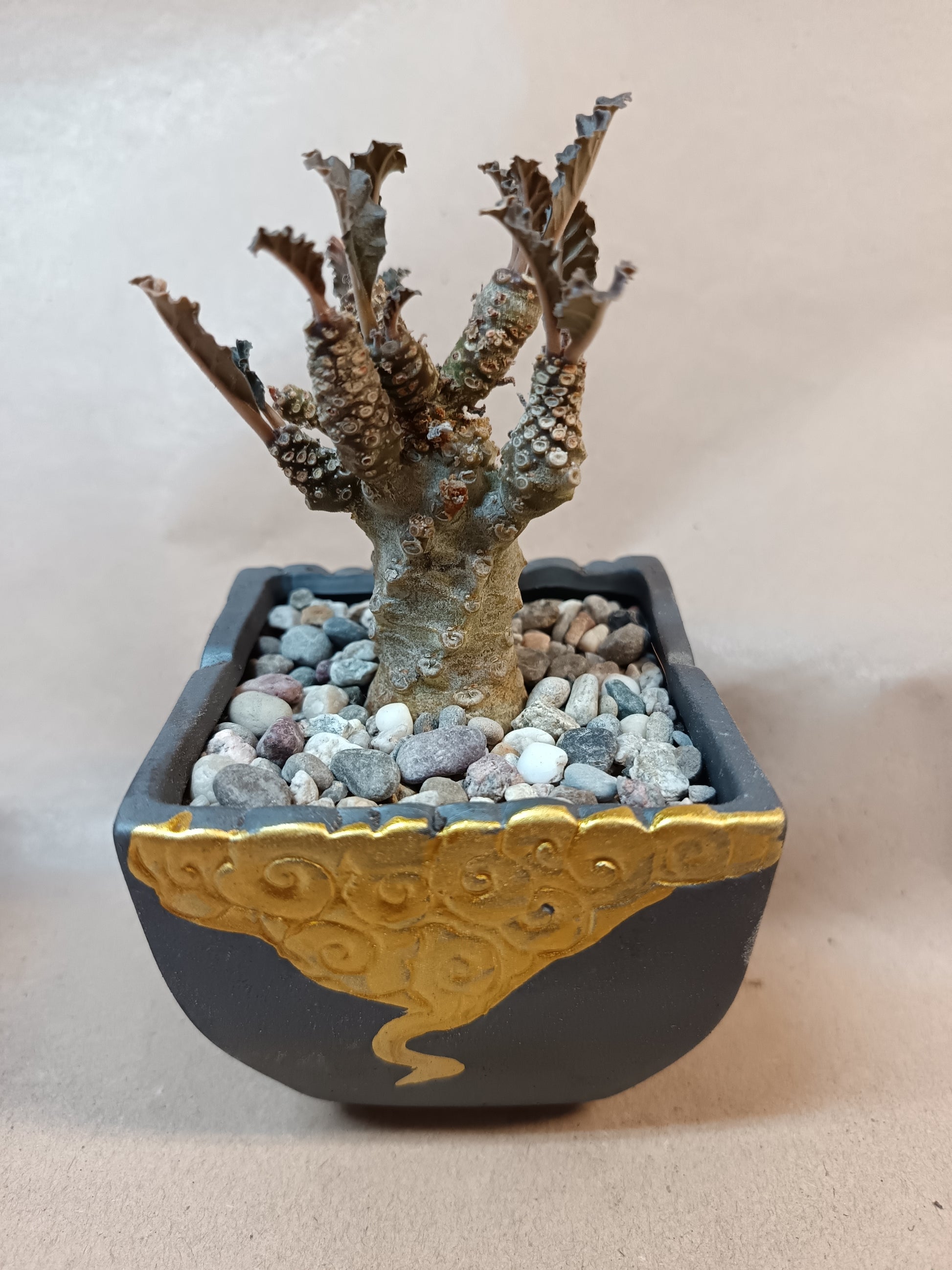 Schwarzer Dekotopf mit goldener Verzierung
