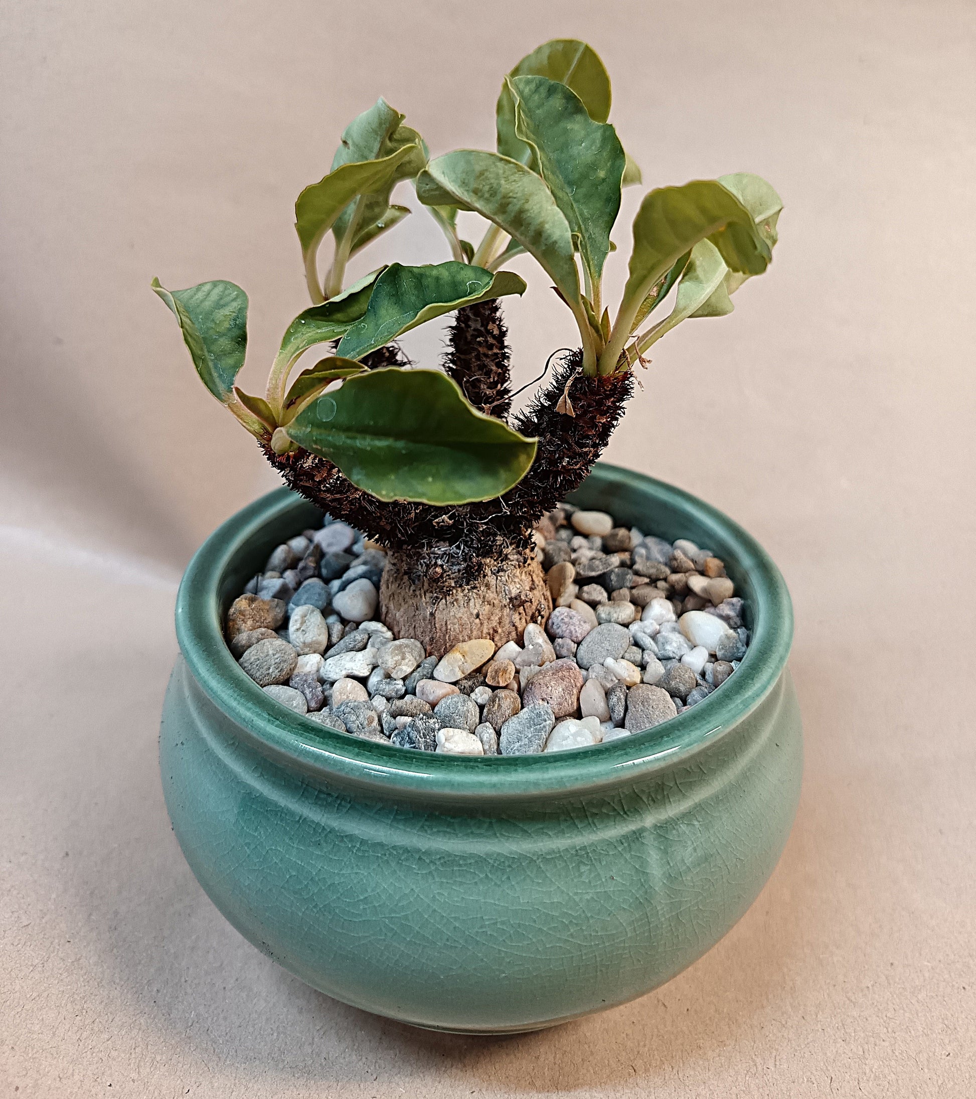Euphorbia ramena