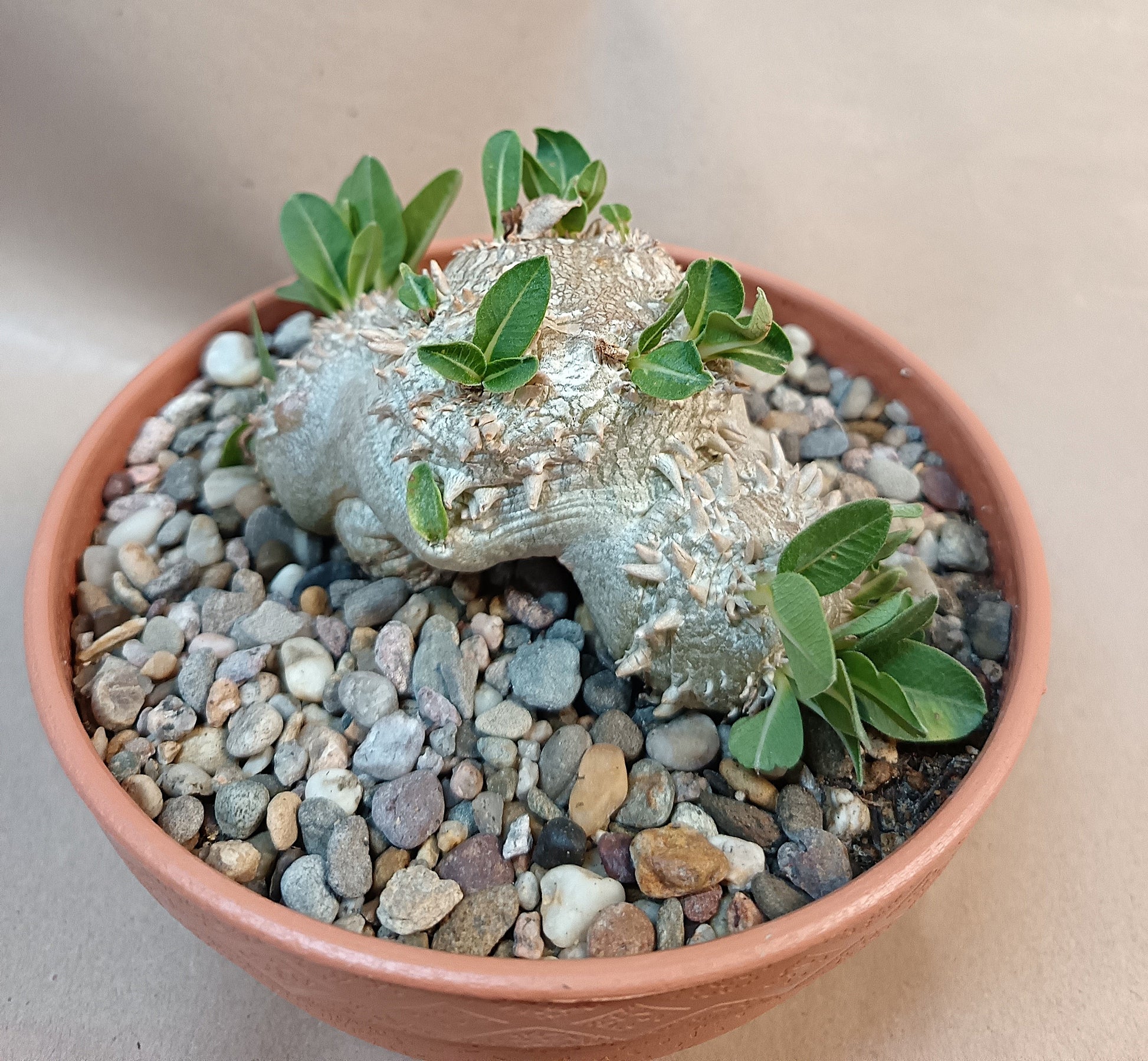 Pachypodium brevicaule