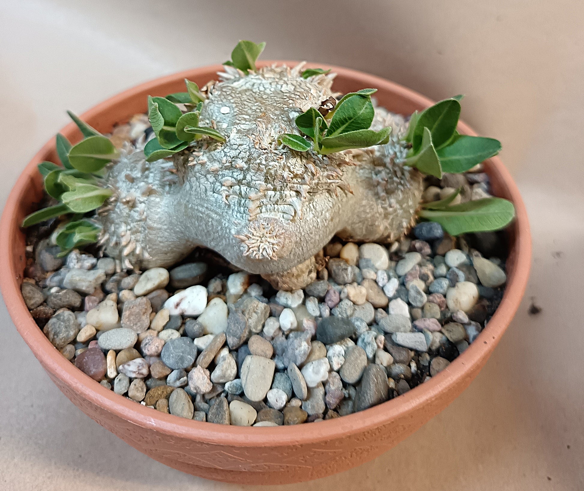 Pachypodium brevicaule