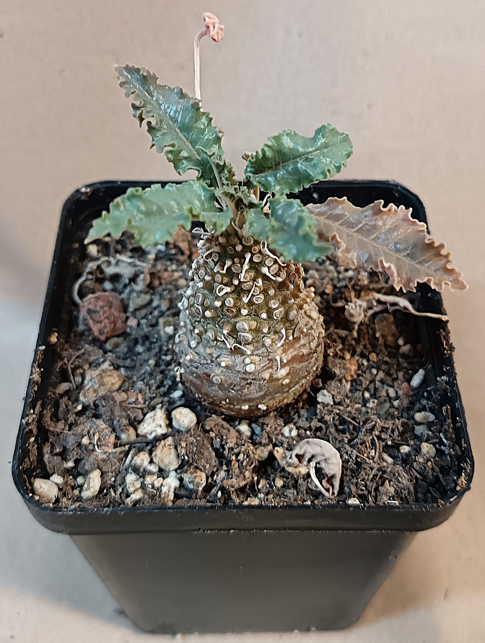 Dorstenia sp nov. lavranos 23877