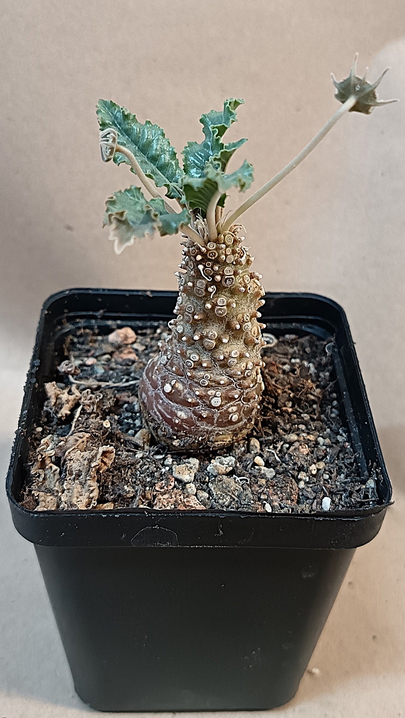 Dorstenia sp nov. lavranos 23877