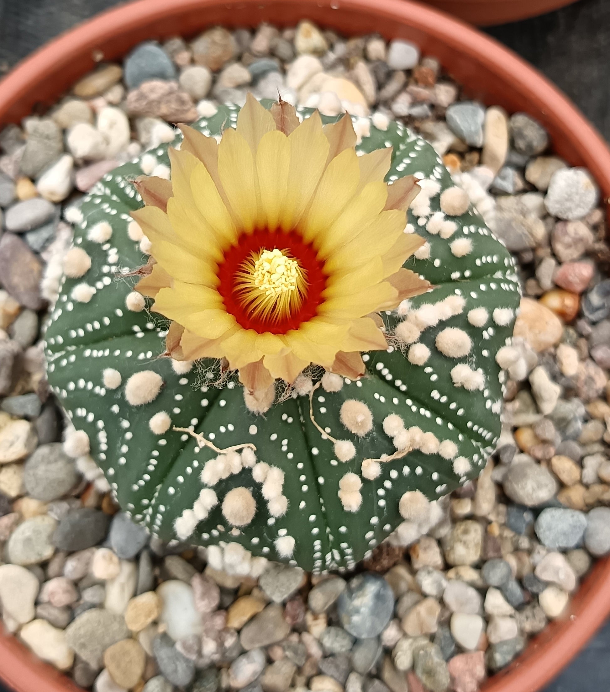 Astrophytum asterias 'Hanazono Kabuto'