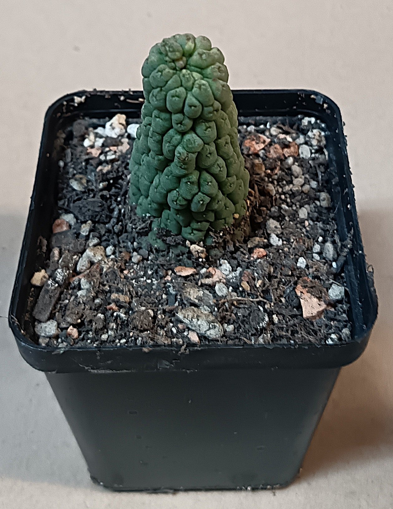 Trichocaulon cactiforme