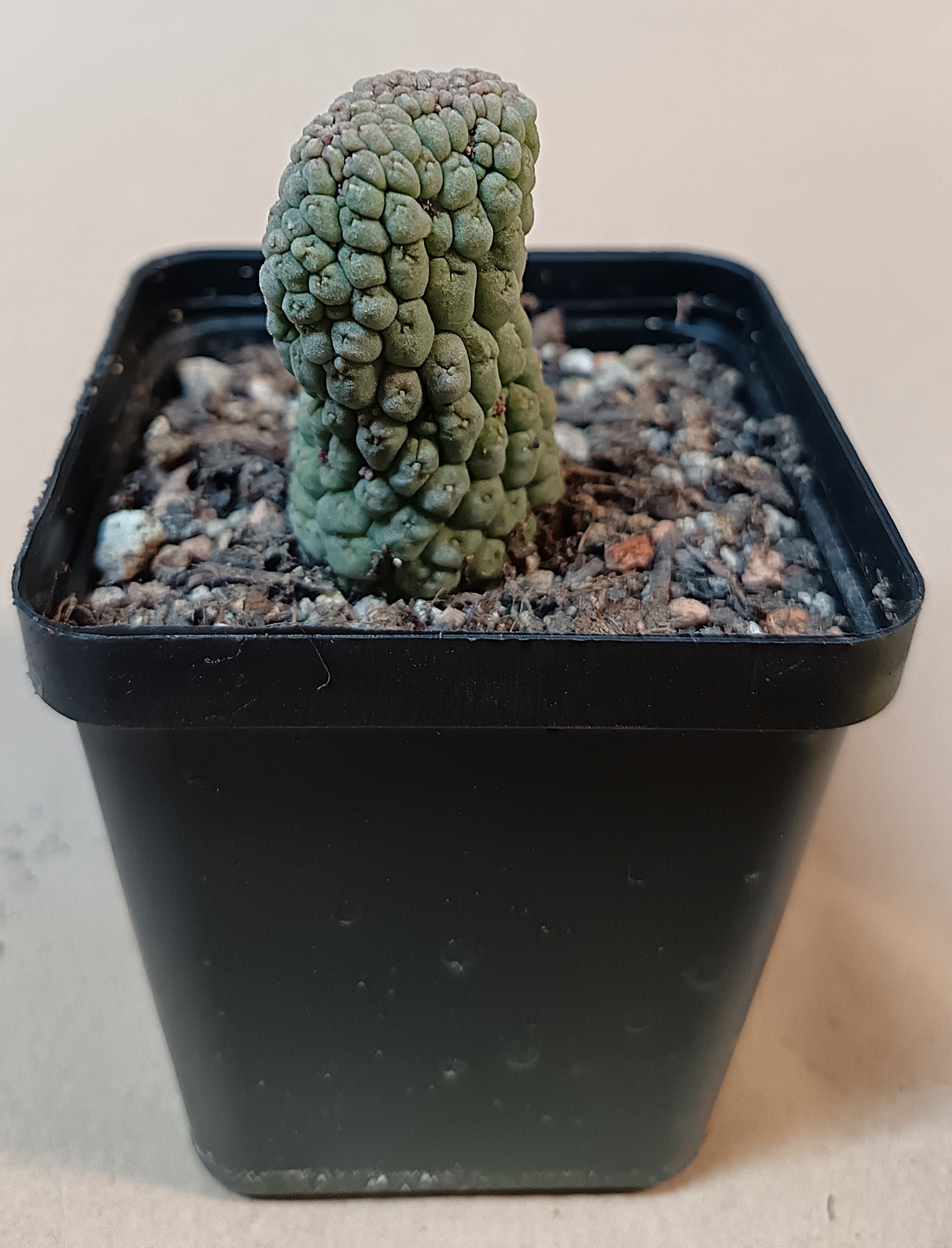 Trichocaulon cactiforme