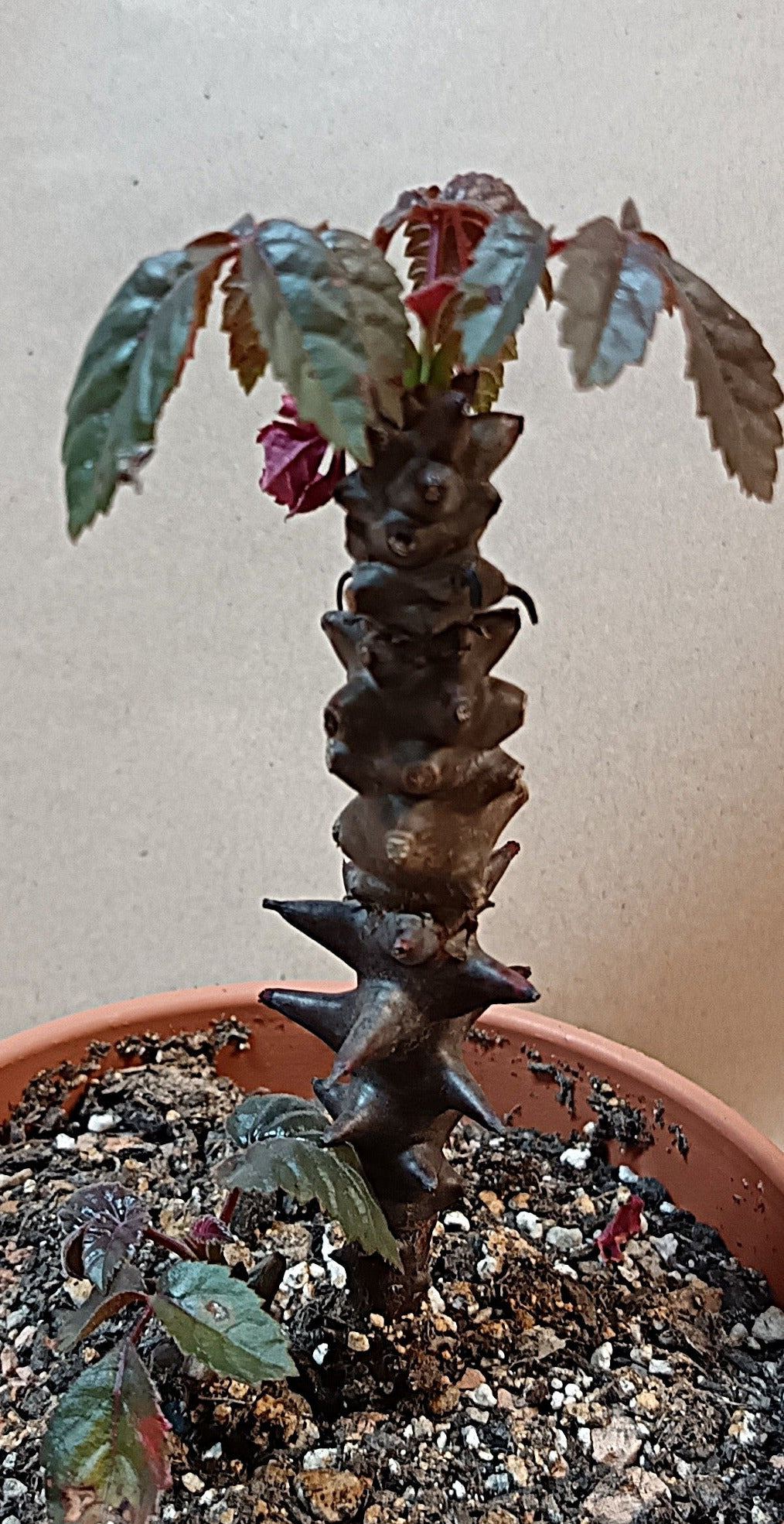 Beiselia mexicana / Botanische Rarität mit Kakteenland-Geschichte