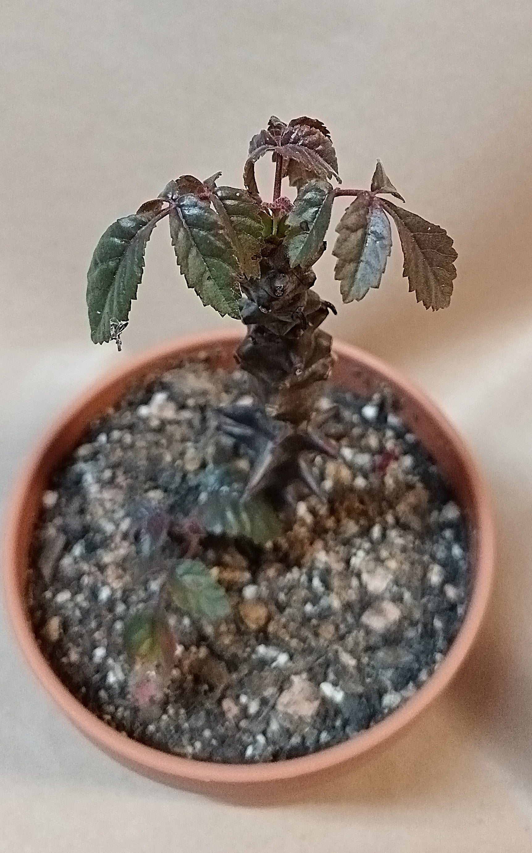 Beiselia mexicana / Botanische Rarität mit Kakteenland-Geschichte