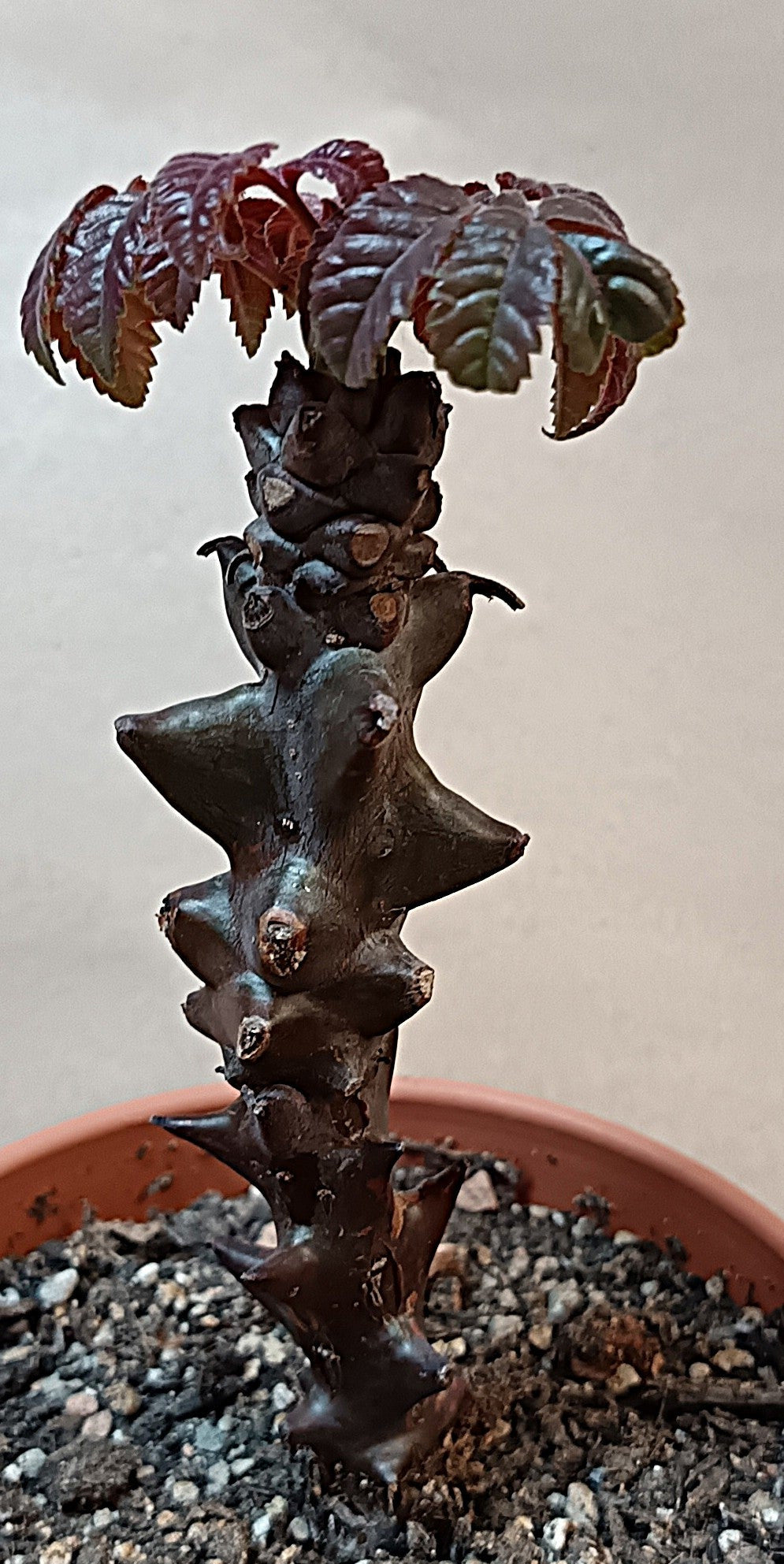 Beiselia mexicana / Botanische Rarität mit Kakteenland-Geschichte
