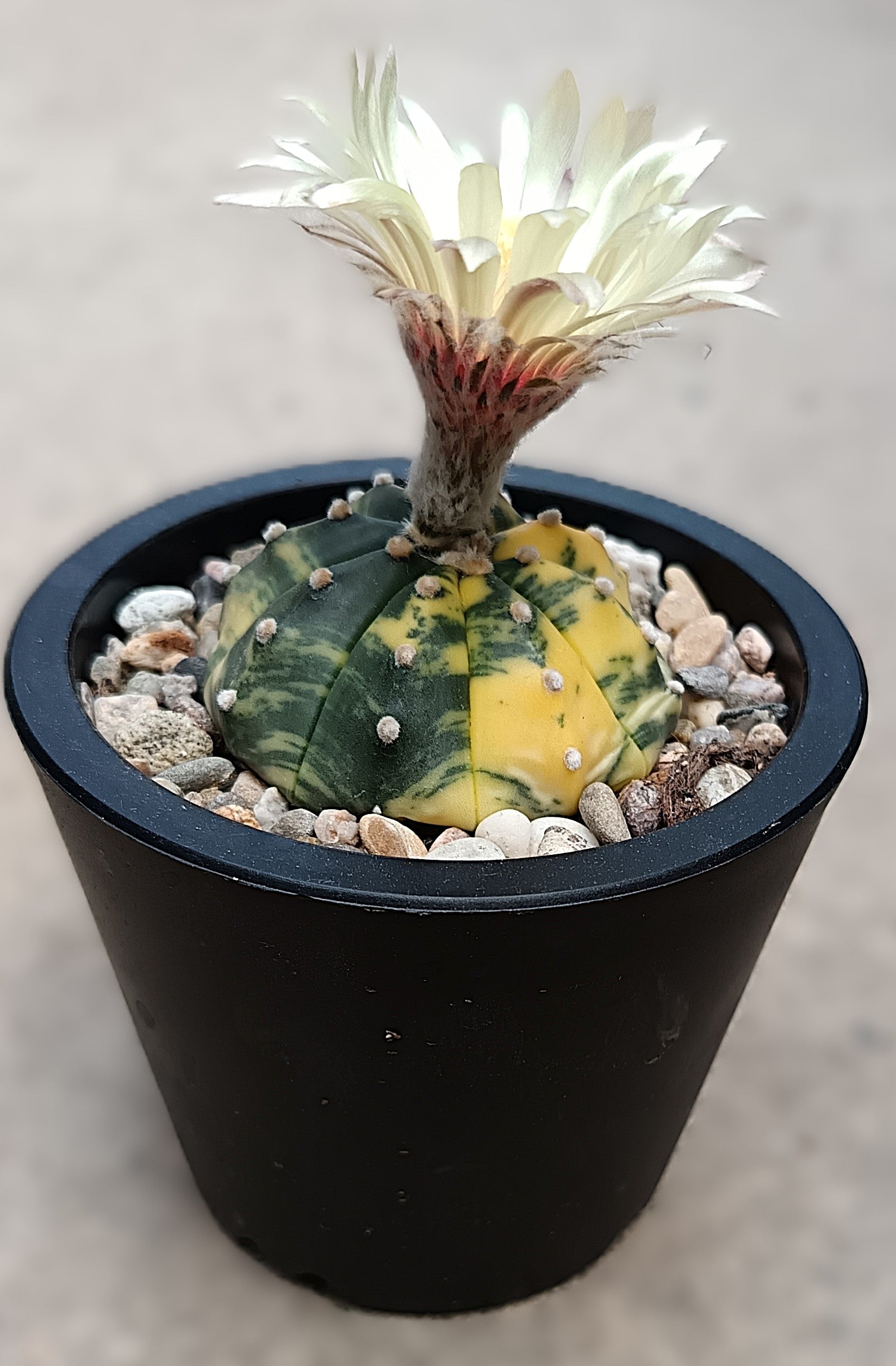 Astrophytum asterias f. variegata