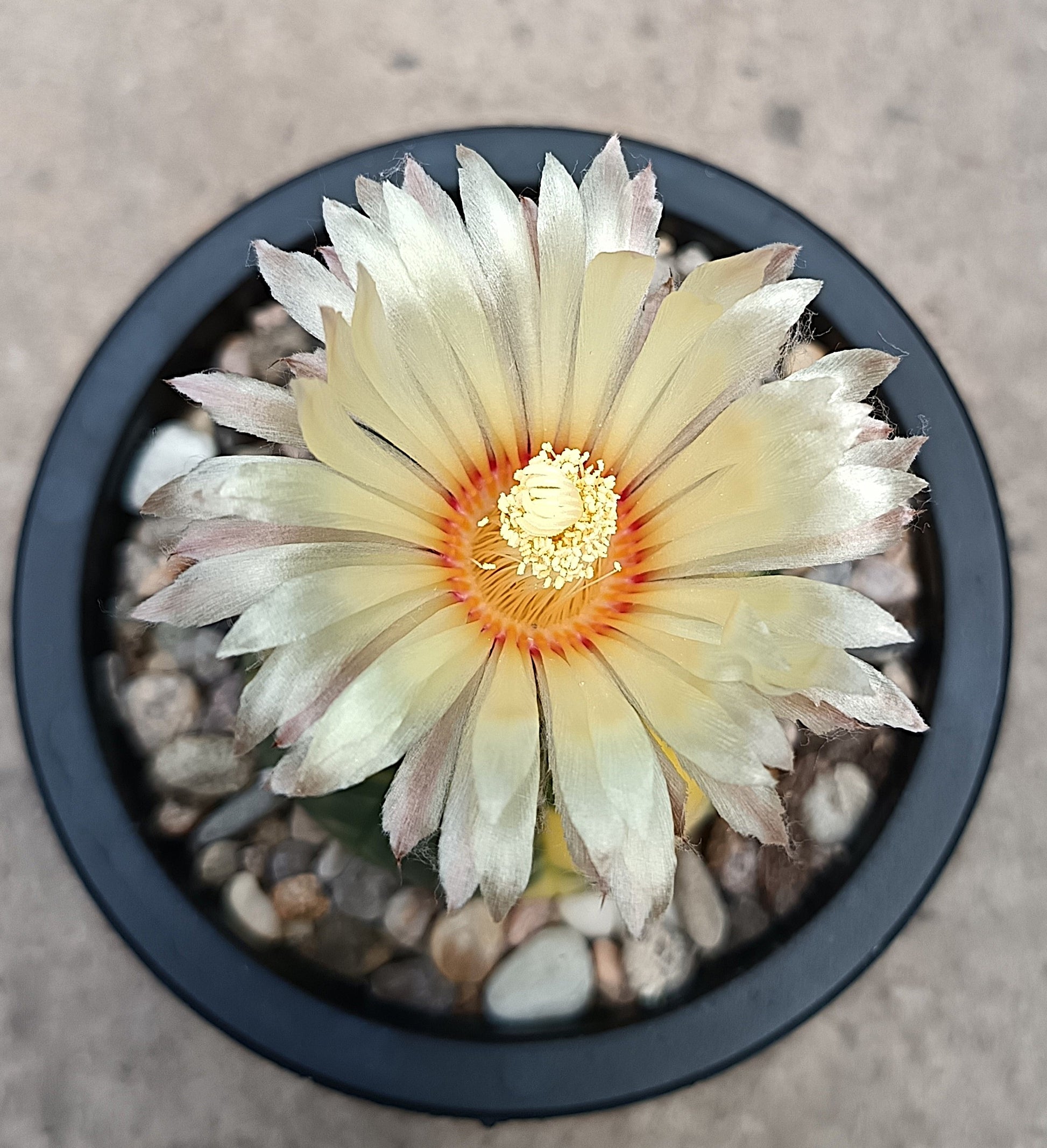 Astrophytum asterias f. variegata