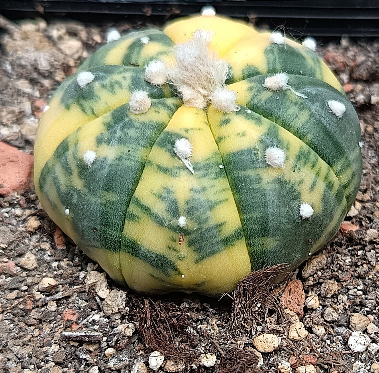 Astrophytum asterias f. variegata