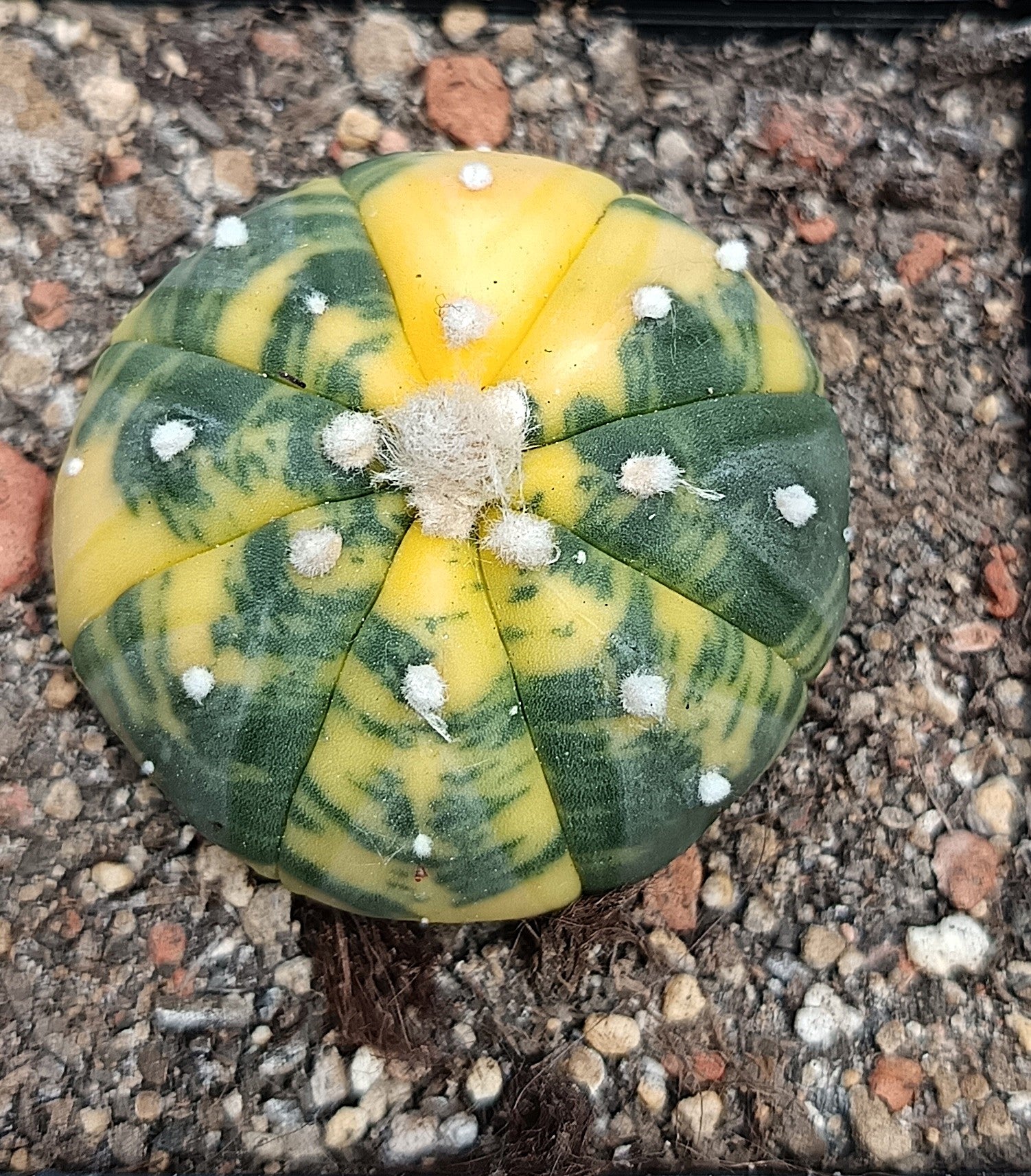 Astrophytum asterias f. variegata