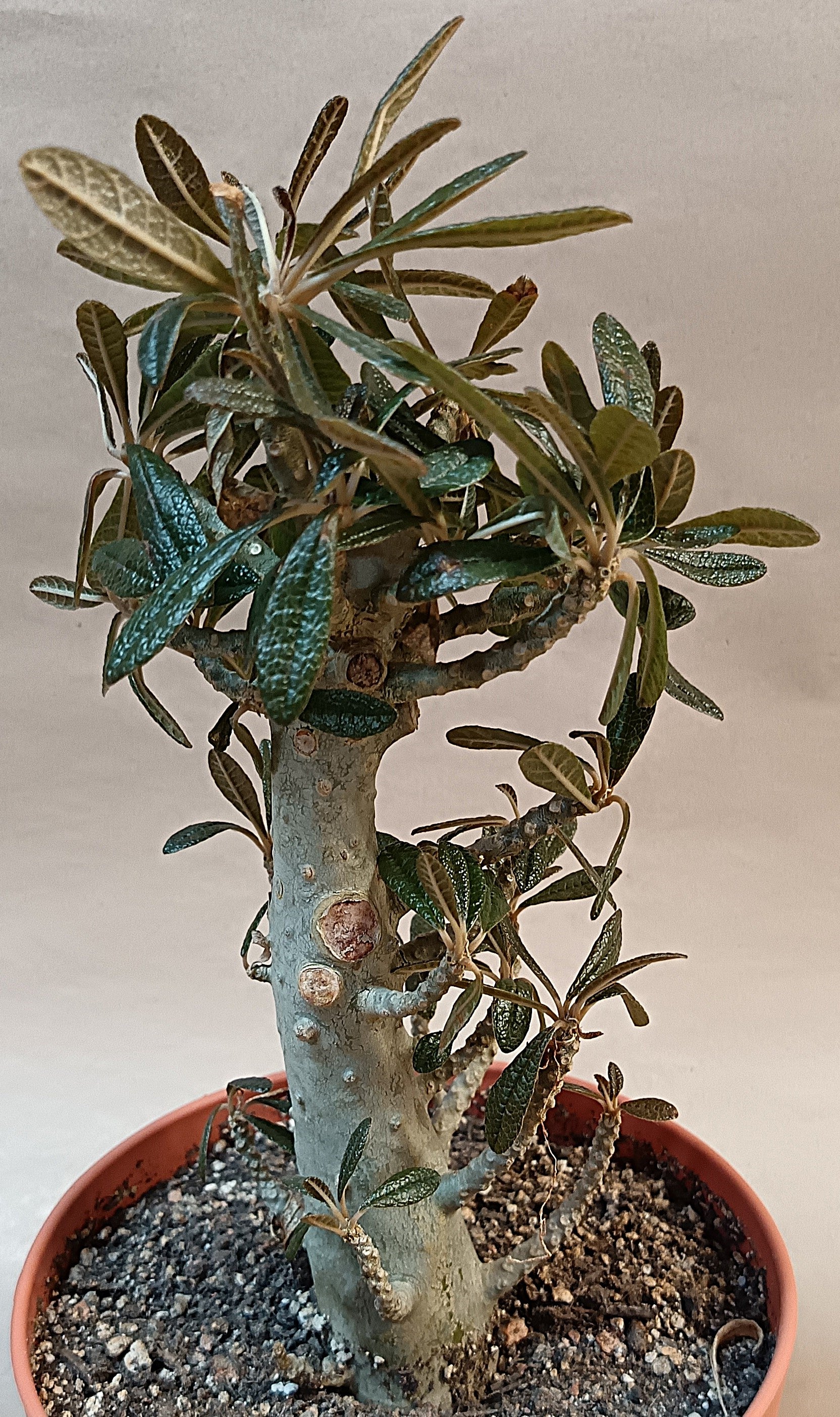 Dorstenia gigas