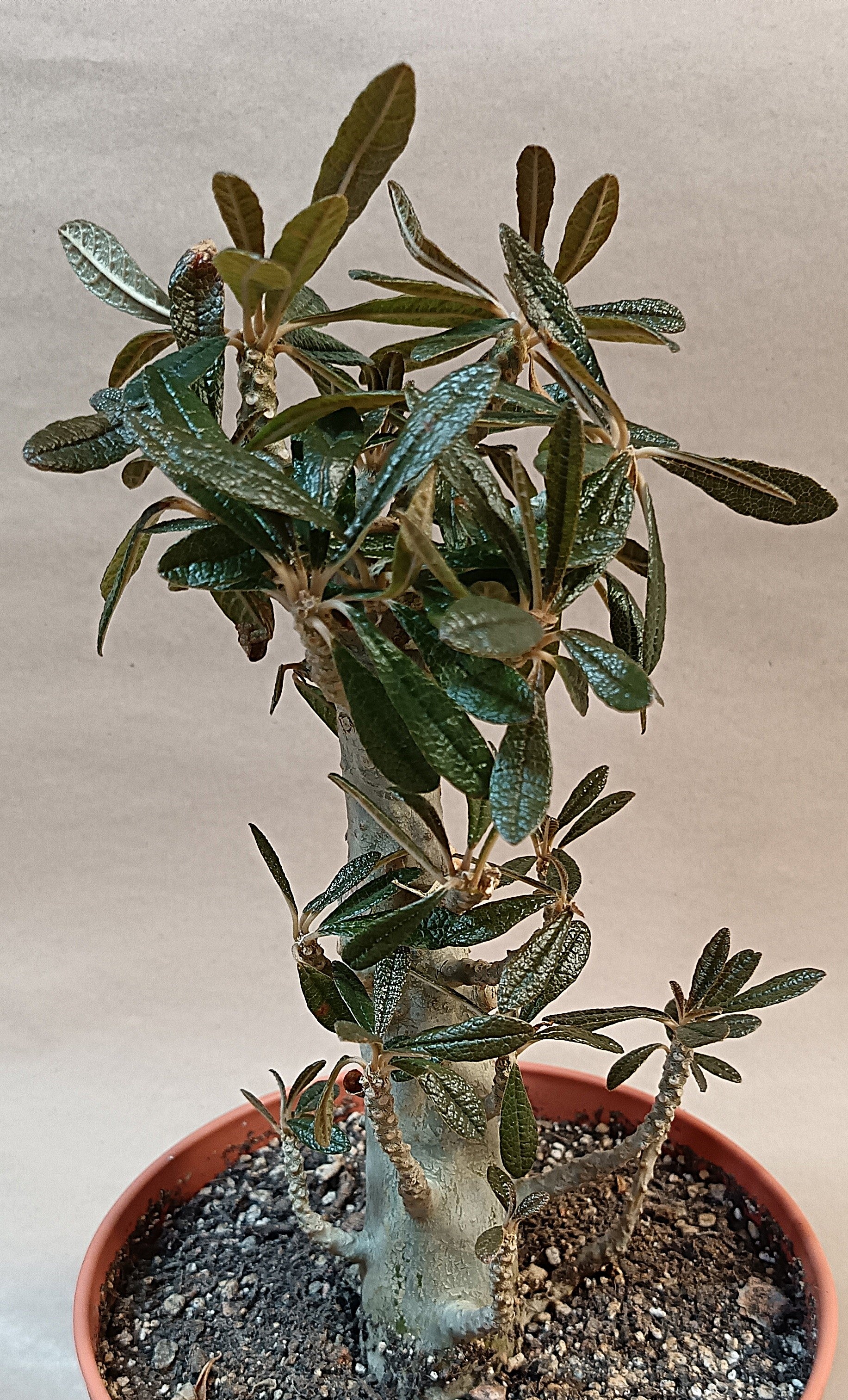 Dorstenia gigas