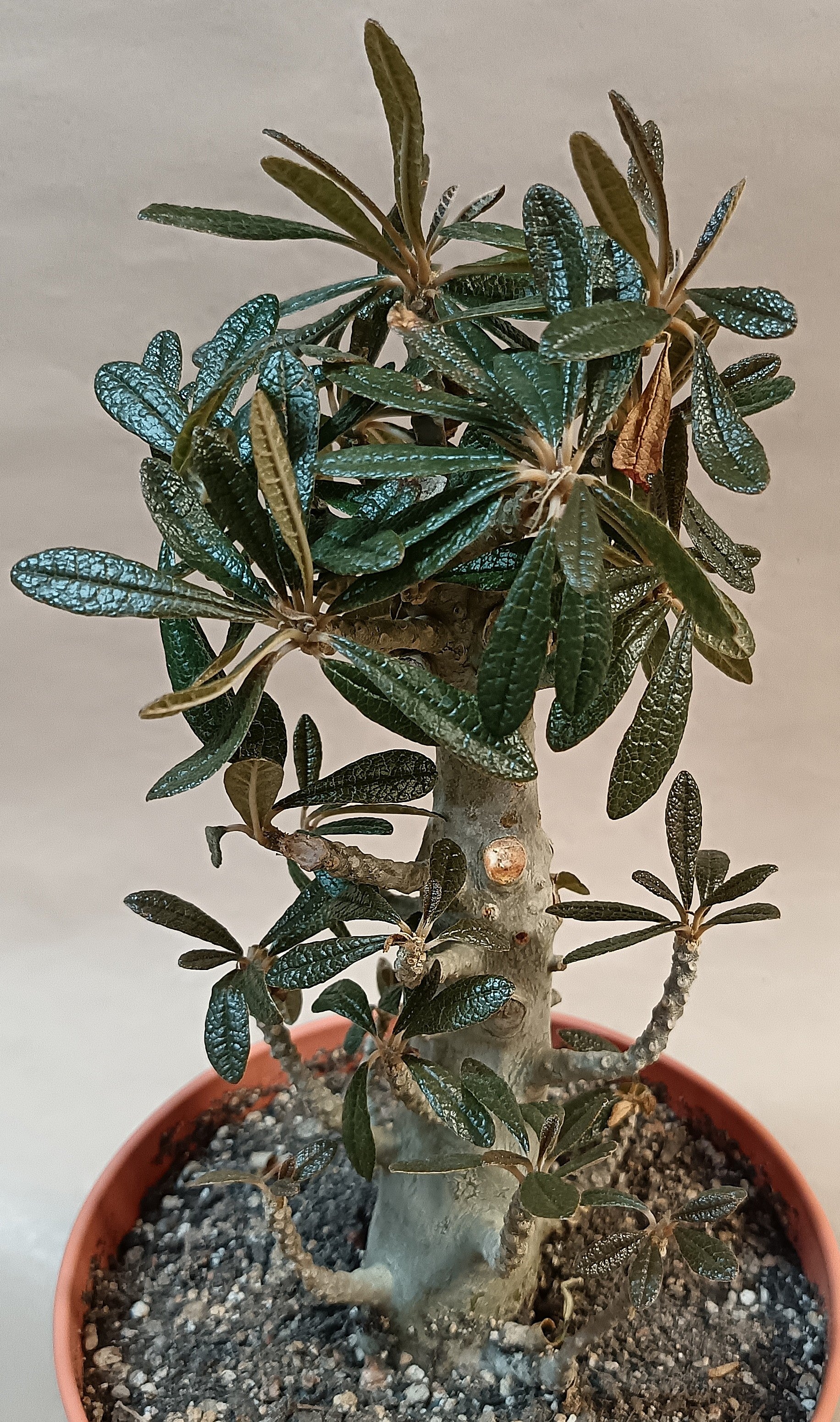 Dorstenia gigas