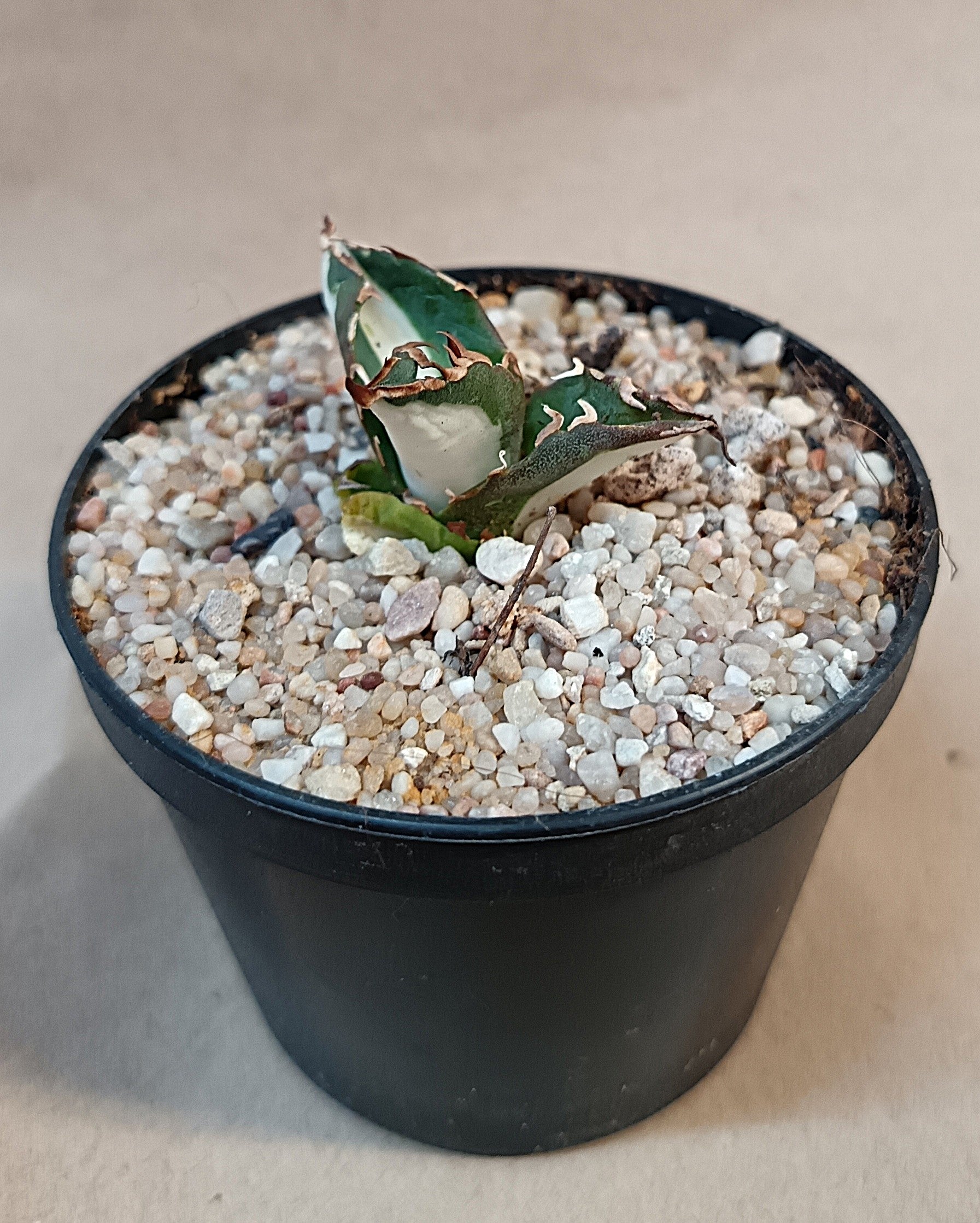 Agave titanota 'FO-076' mediopicta alba