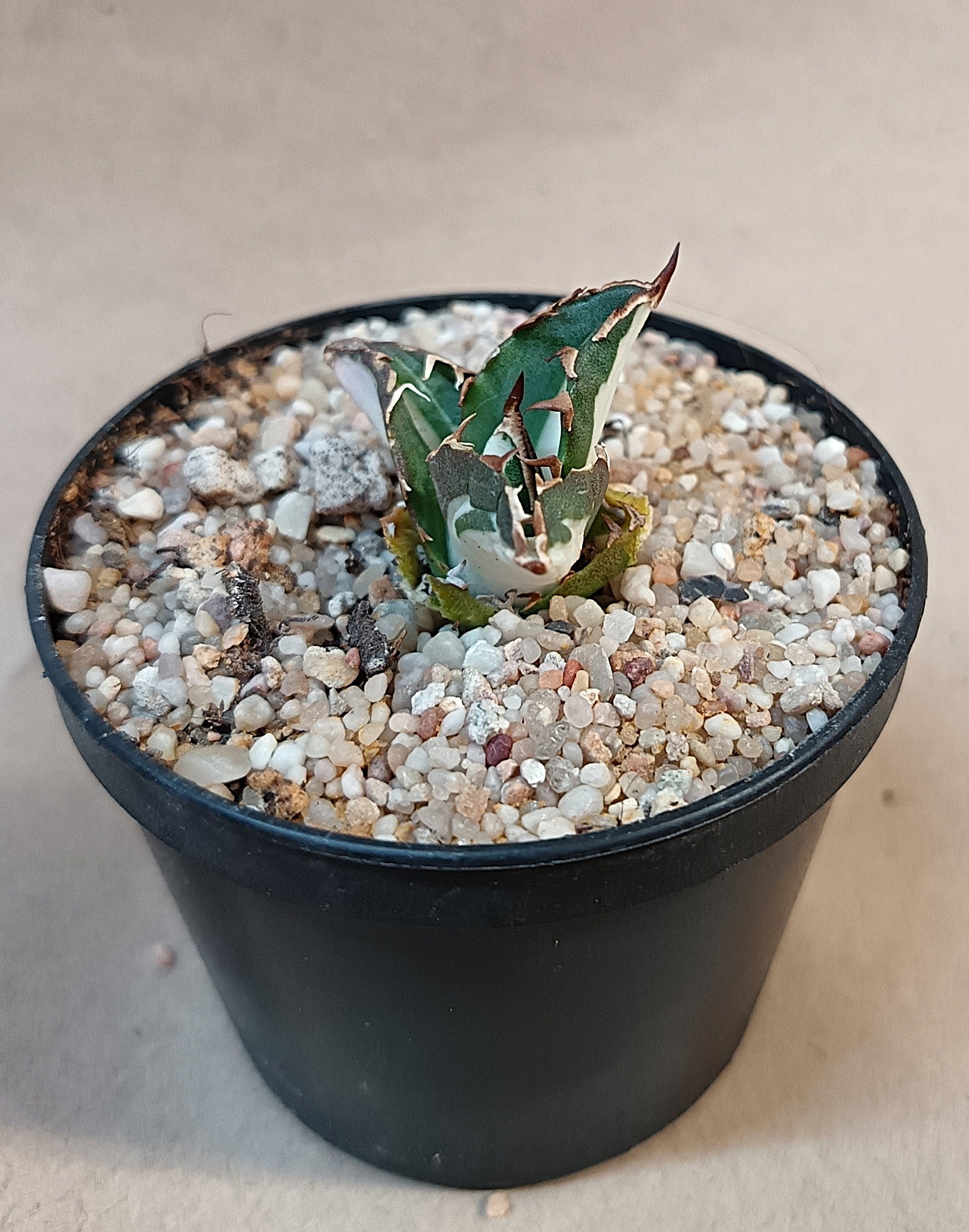 Agave titanota 'FO-076' mediopicta alba