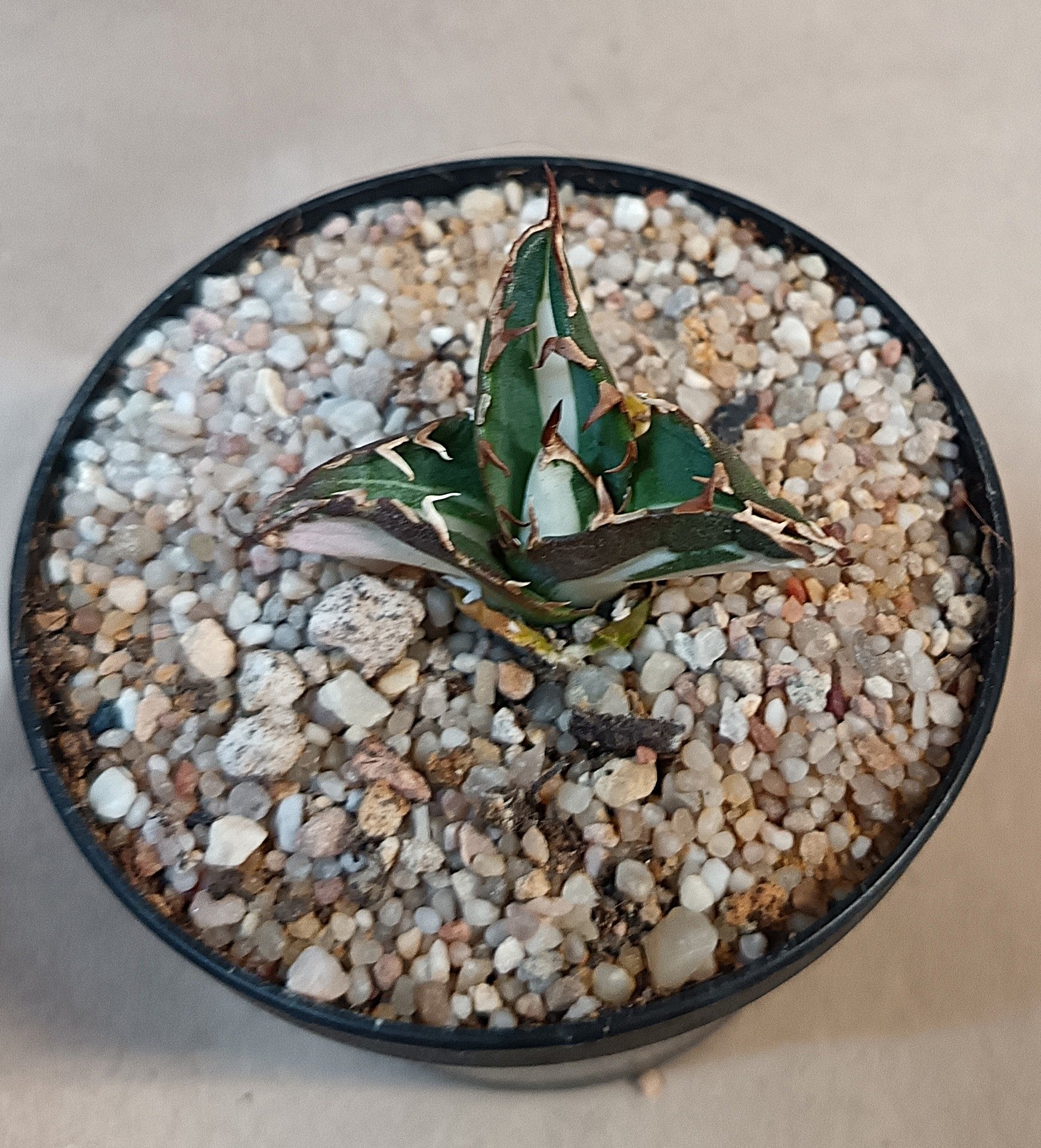 Agave titanota 'FO-076' mediopicta alba
