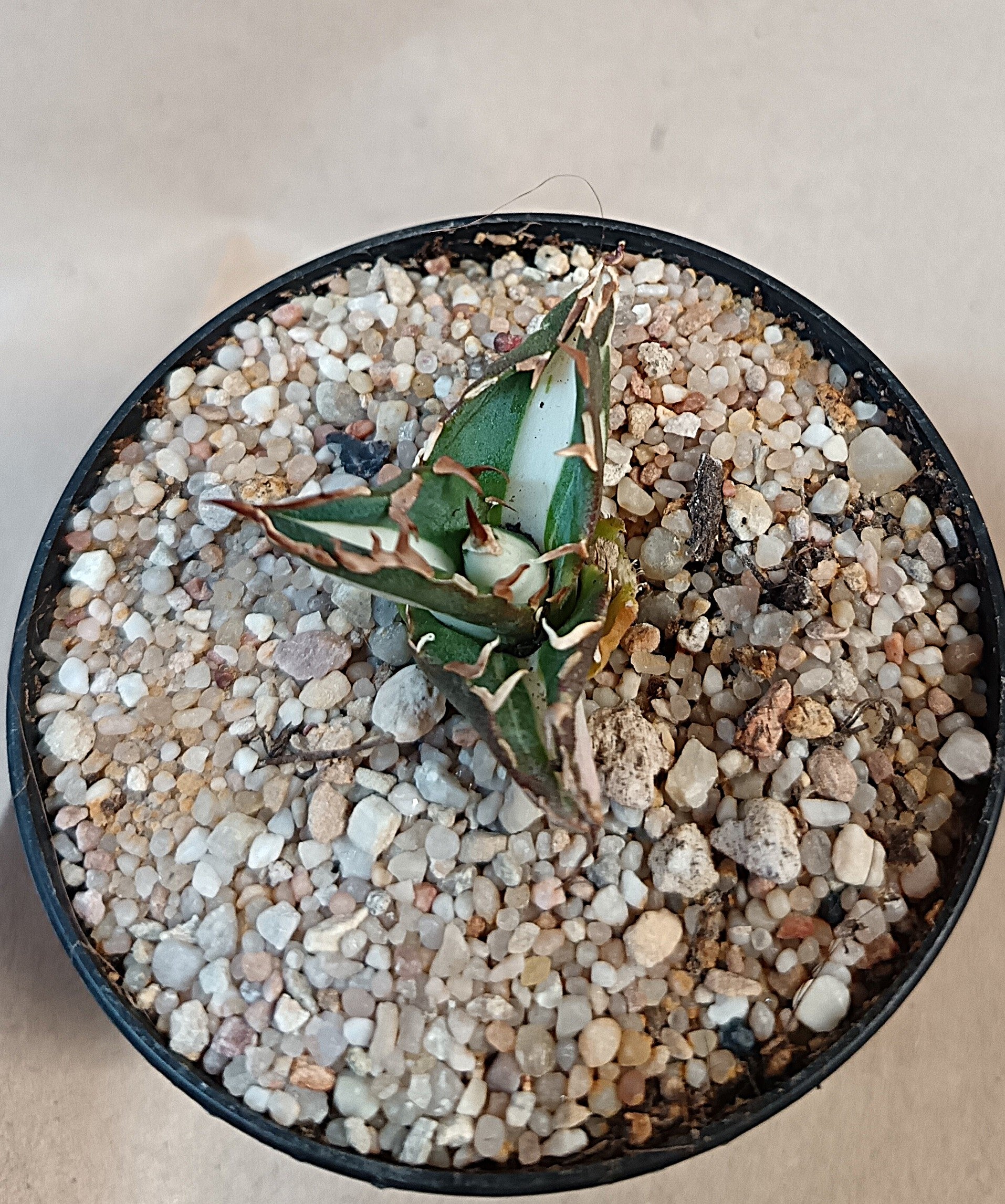 Agave titanota 'FO-076' mediopicta alba