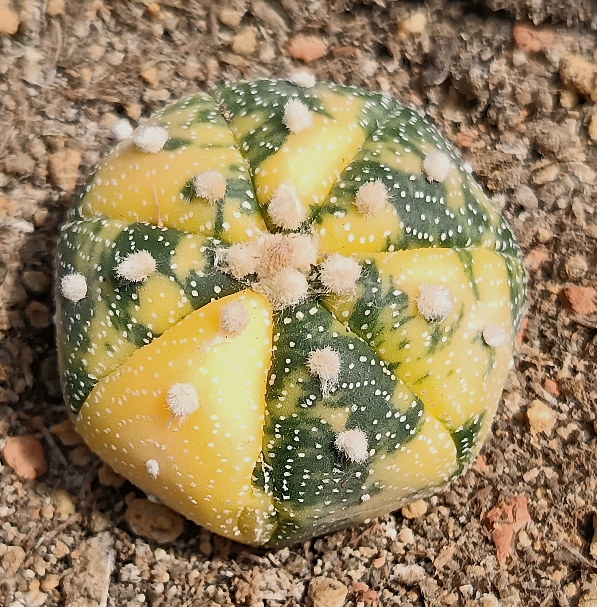 Astrophytum asterias f. variegata