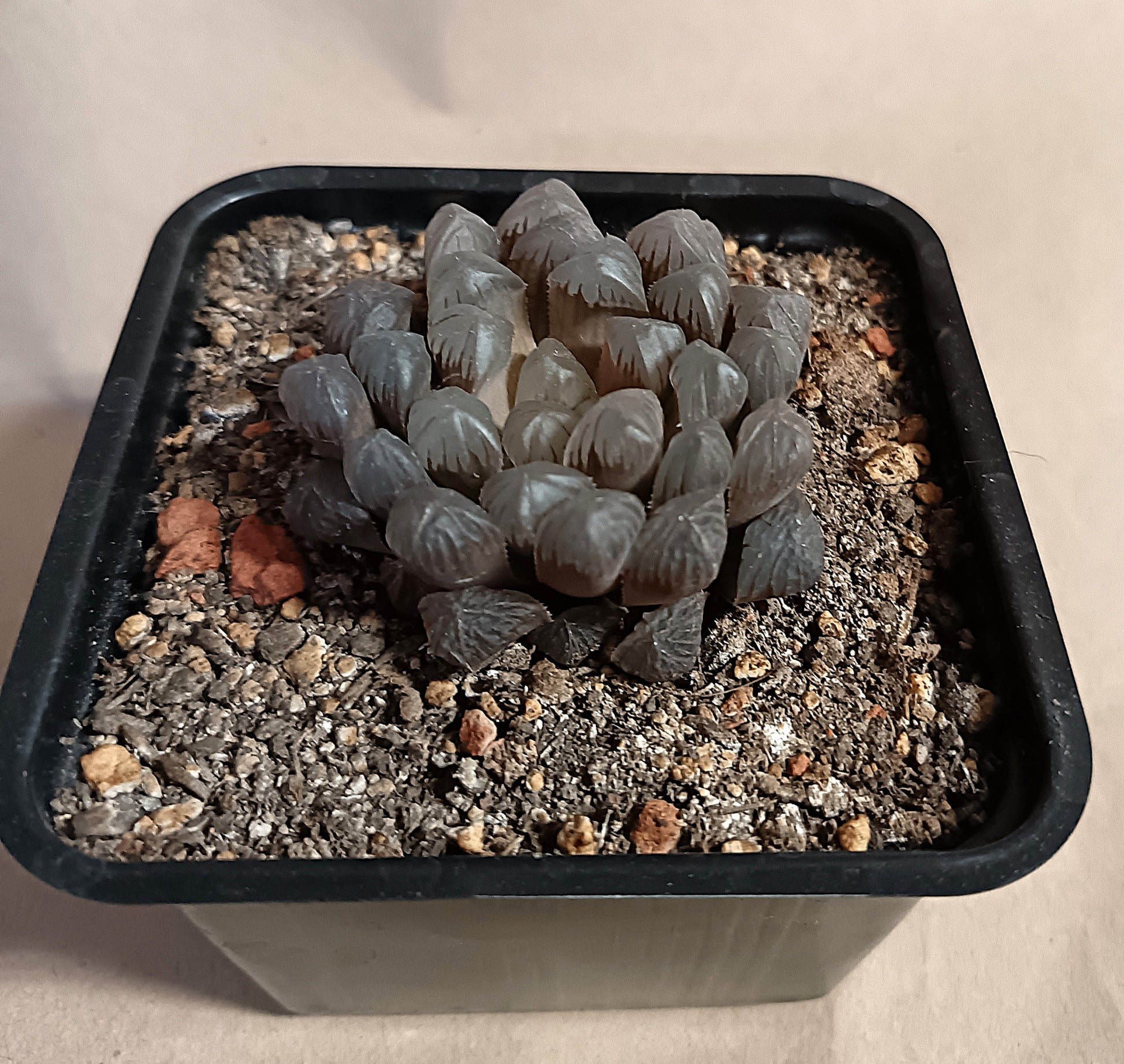 Haworthia cooperi var. obtusa Hybrid